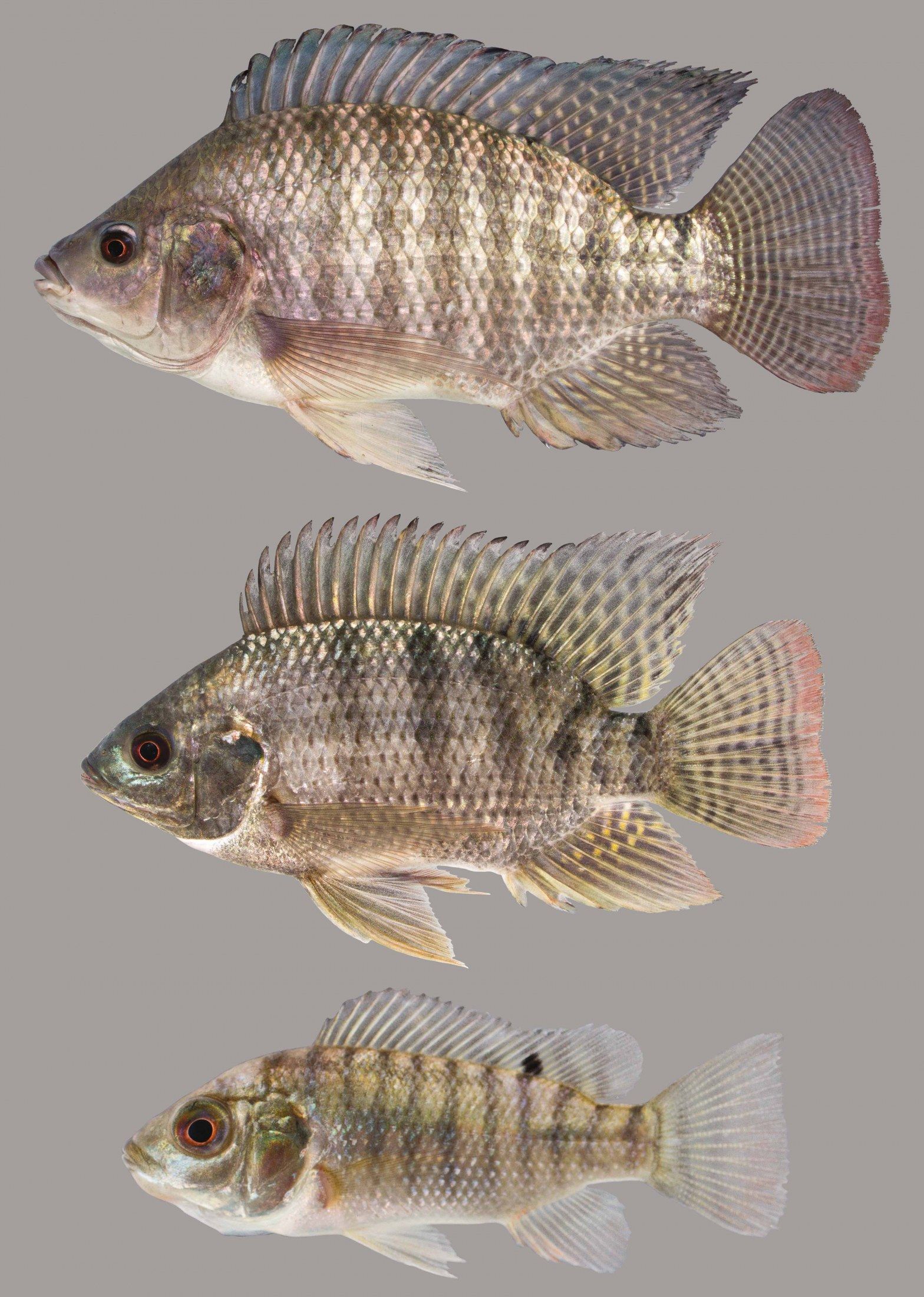 Nile Tilapia Wallpapers