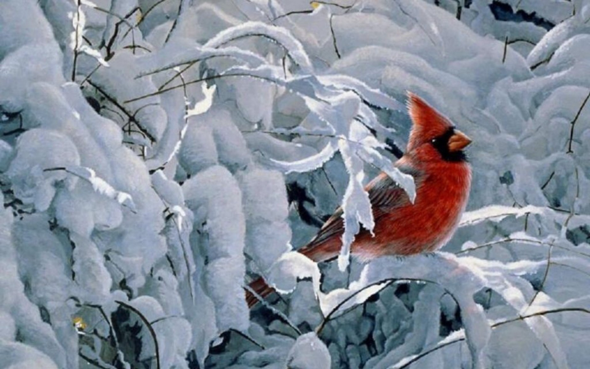 Northern Cardinal Wallpapers