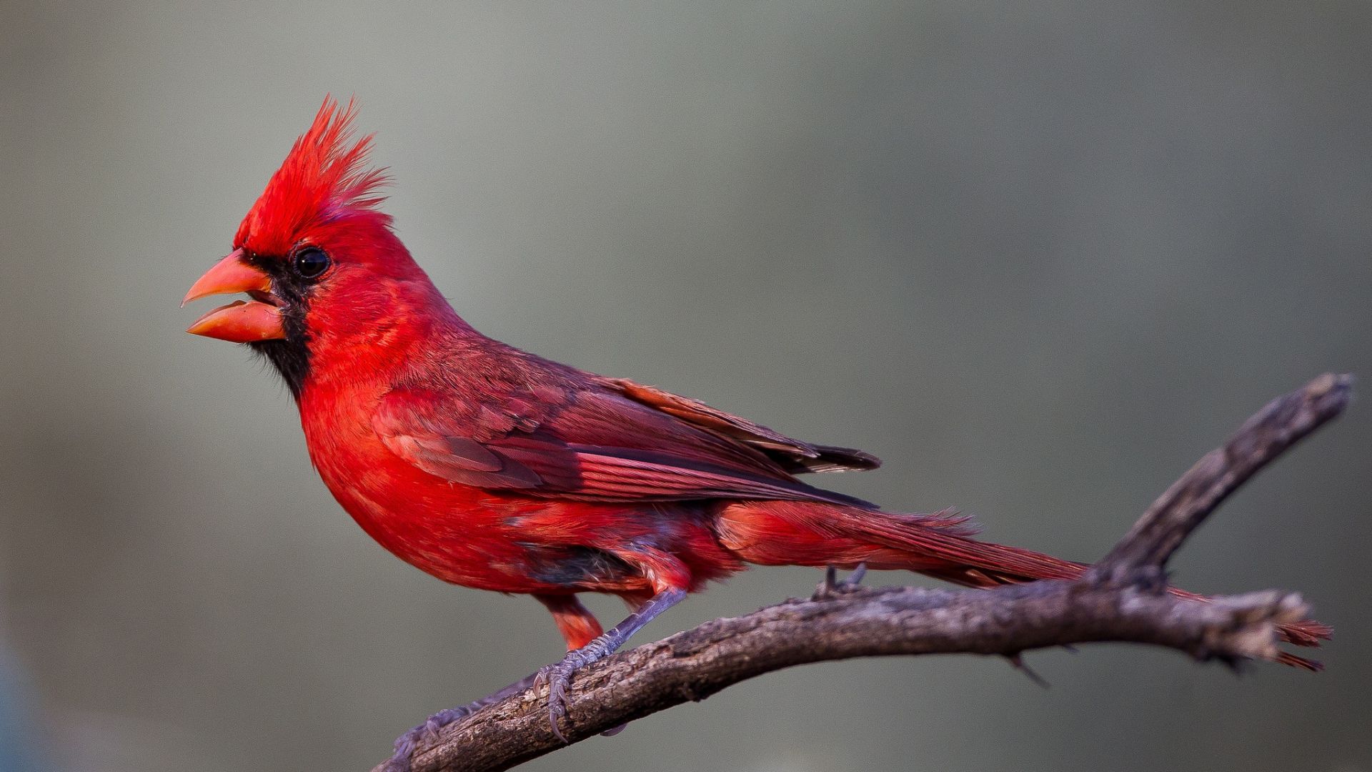 Northern Cardinal Wallpapers