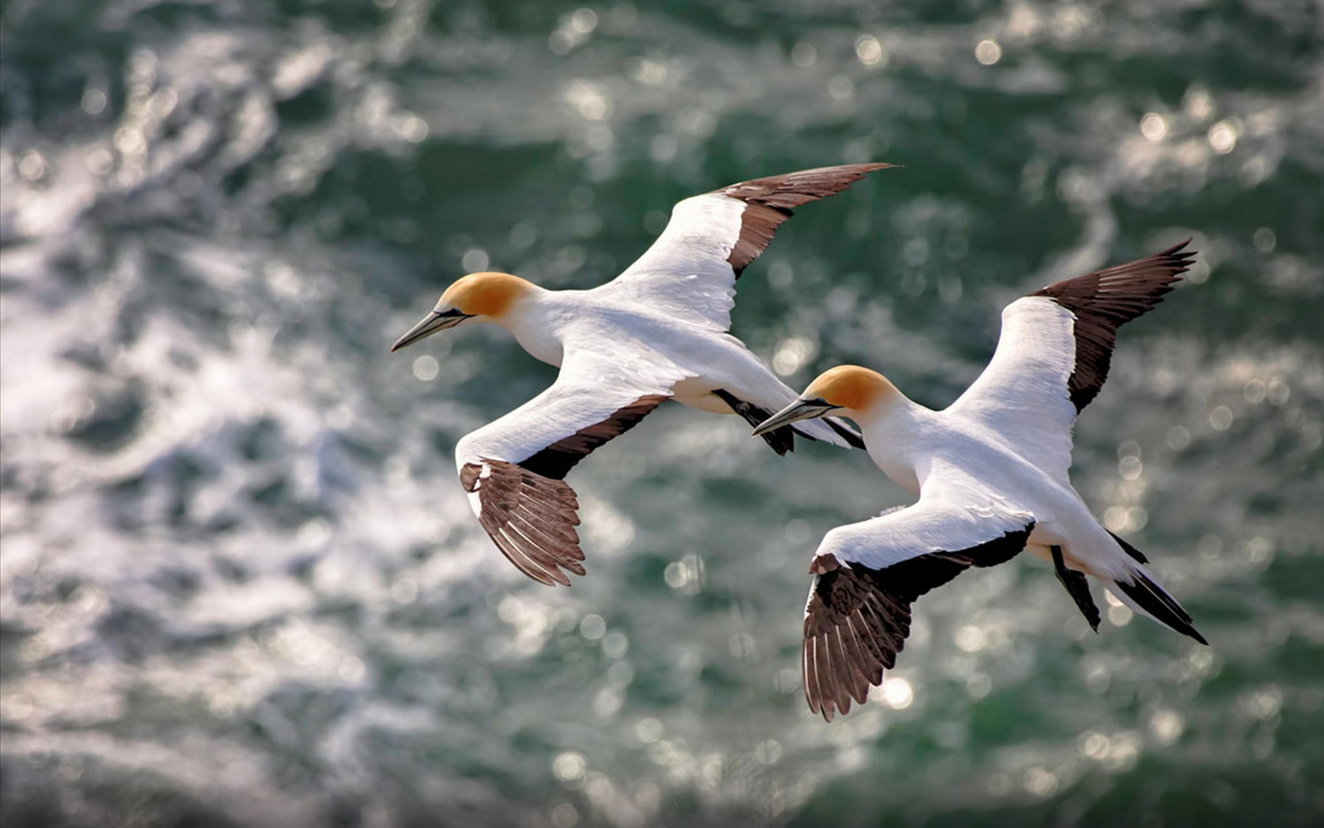 Northern Gannet Wallpapers