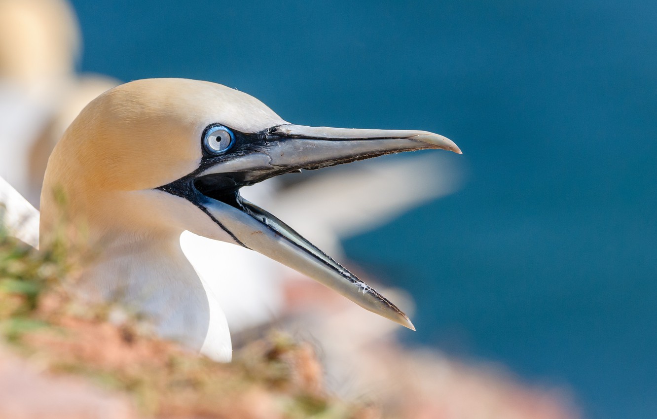 Northern Gannet Wallpapers