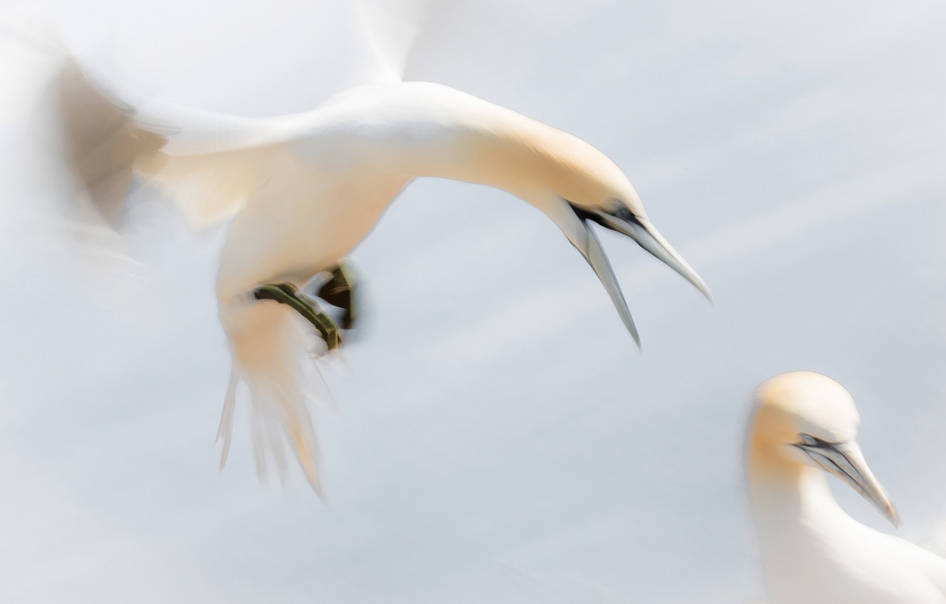 Northern Gannet Wallpapers