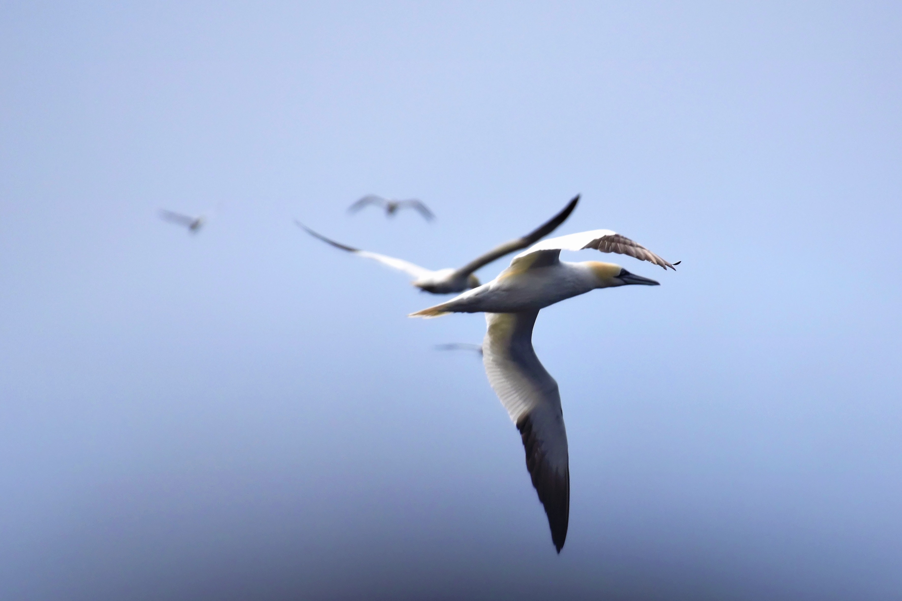 Northern Gannet Wallpapers