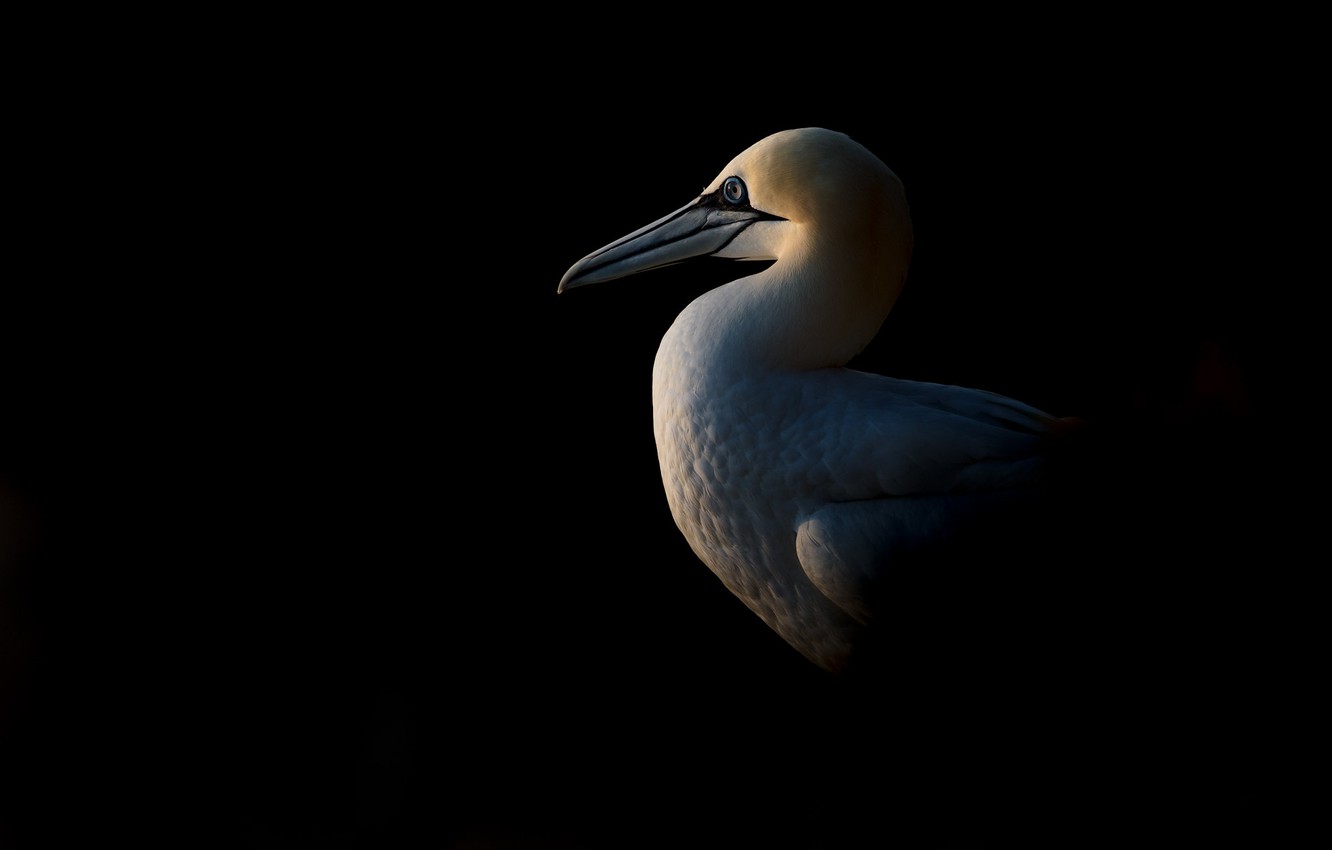 Northern Gannet Wallpapers