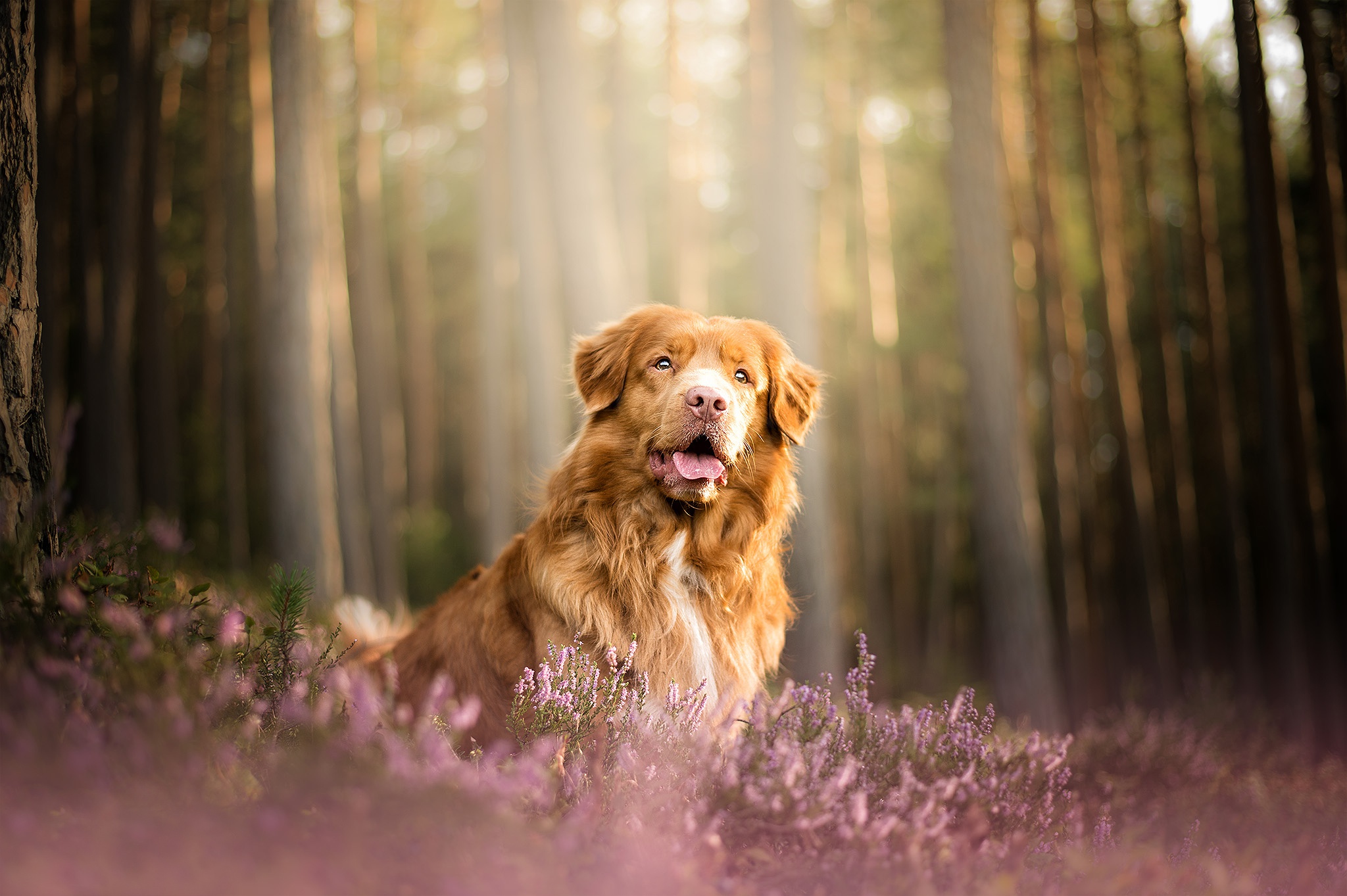 Nova Scotia Duck Tolling Retriever Wallpapers