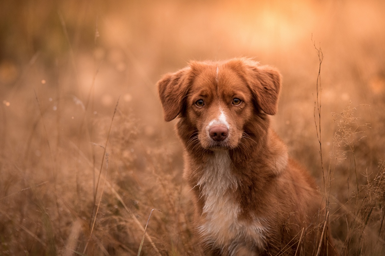 Nova Scotia Duck Tolling Retriever Wallpapers