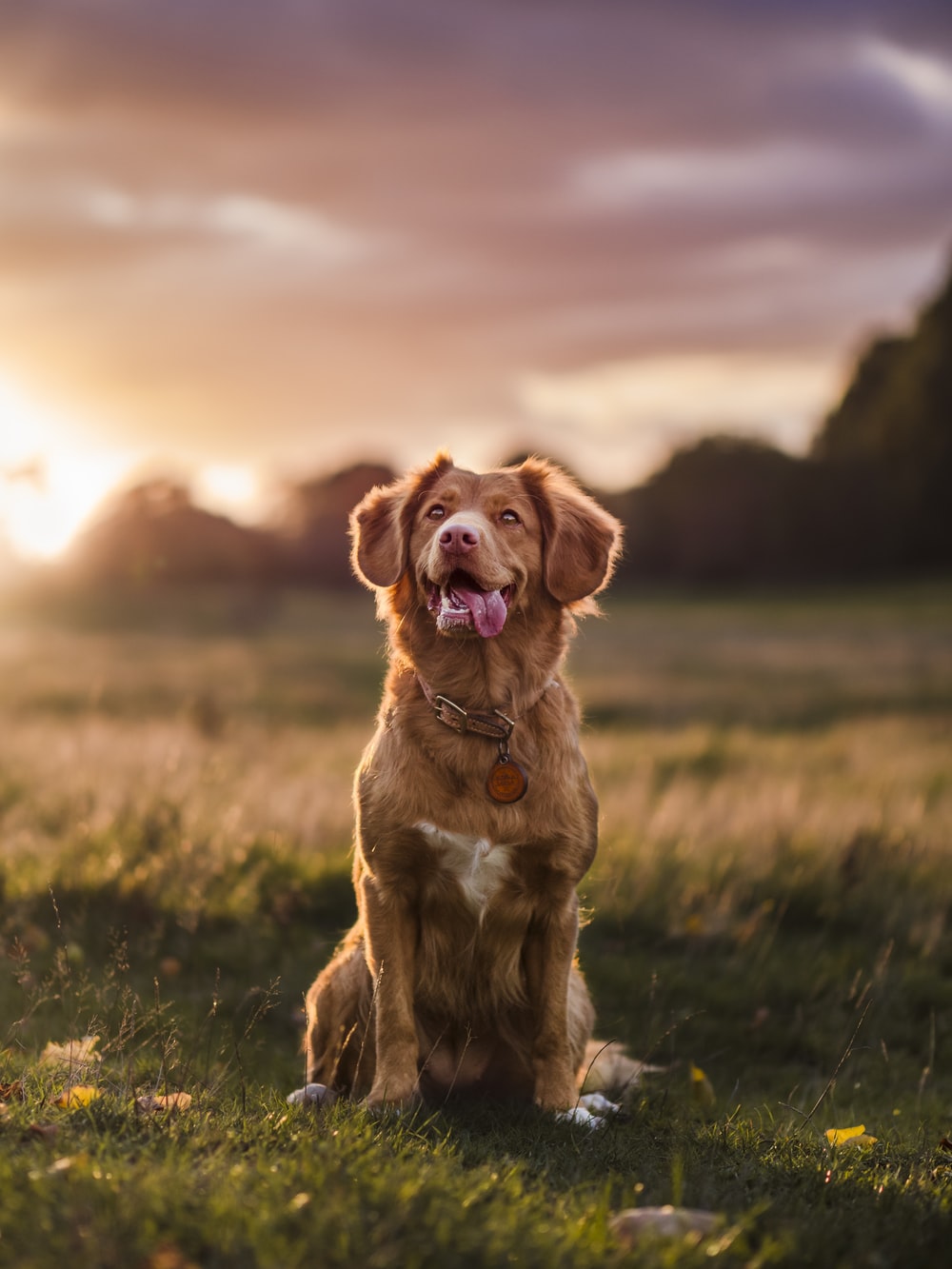 Nova Scotia Duck Tolling Retriever Wallpapers