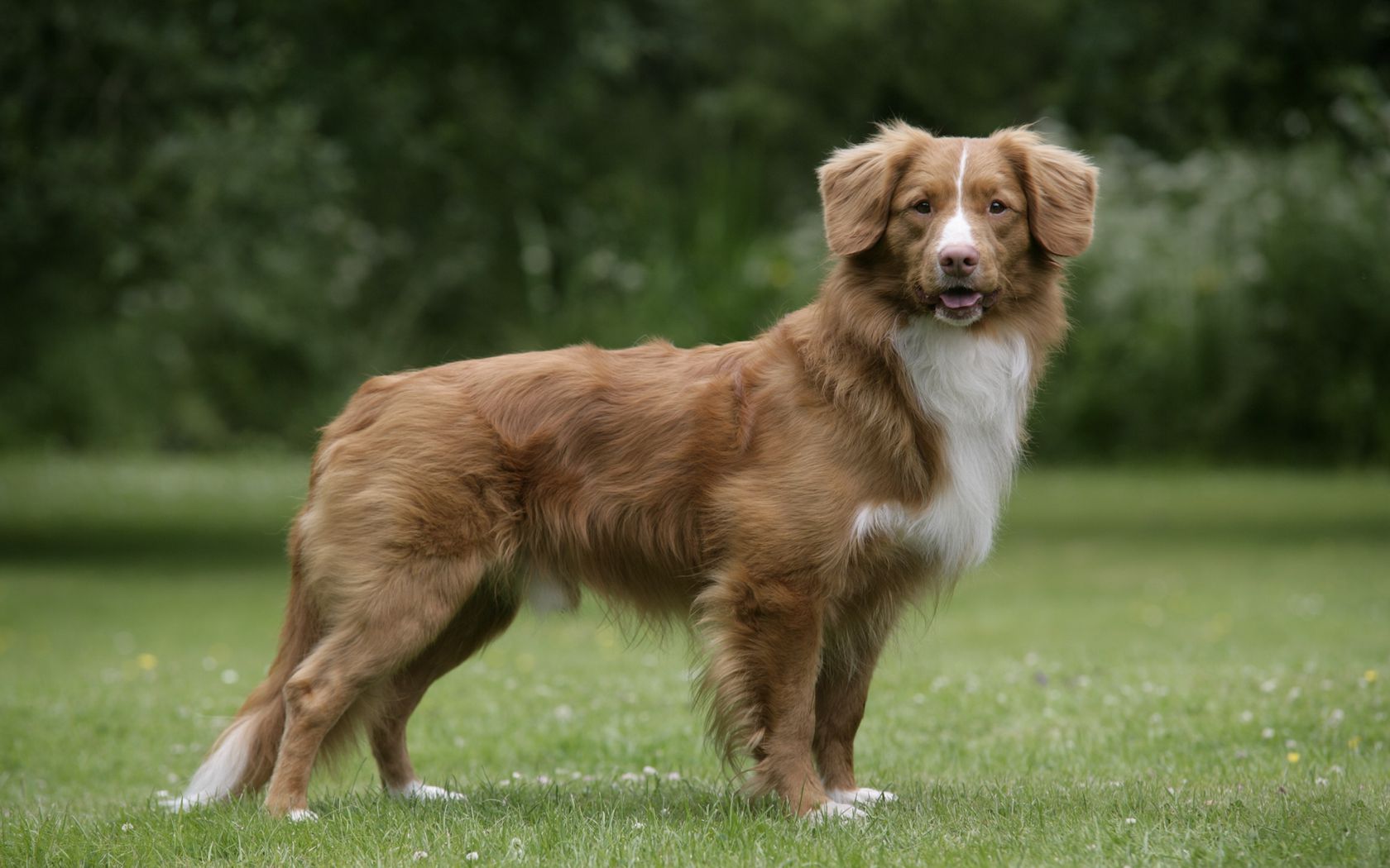 Nova Scotia Duck Tolling Retriever Wallpapers