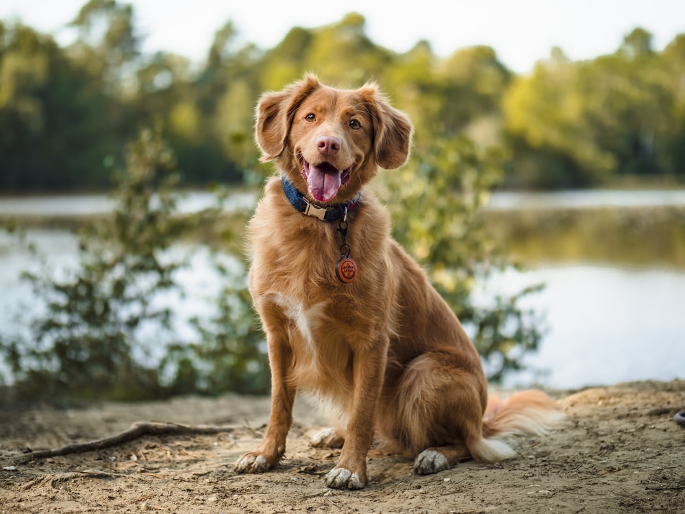 Nova Scotia Duck Tolling Retriever Wallpapers