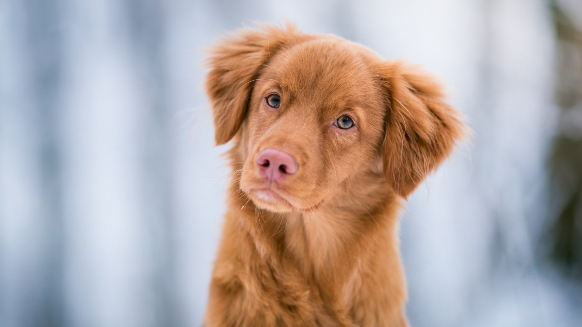 Nova Scotia Duck Tolling Retriever Wallpapers