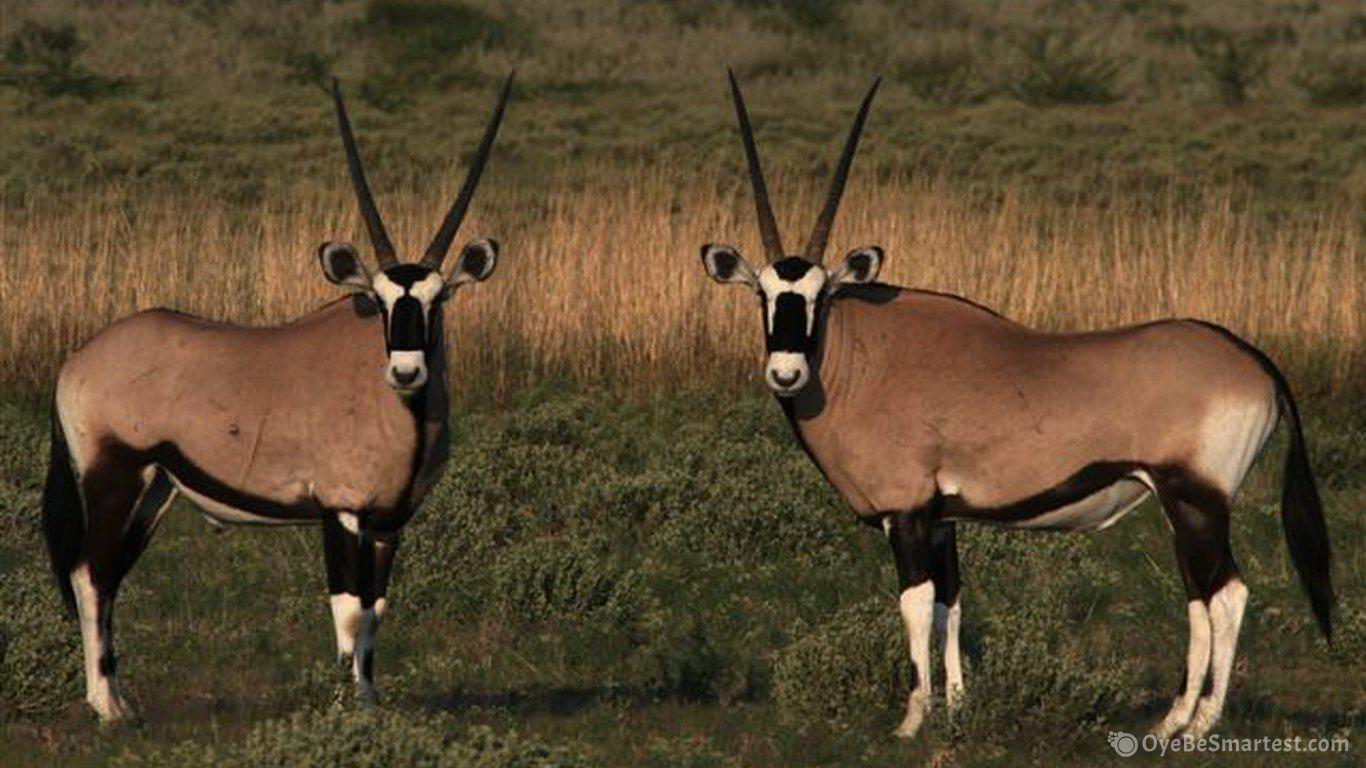 Nxai Pan National Park Wallpapers