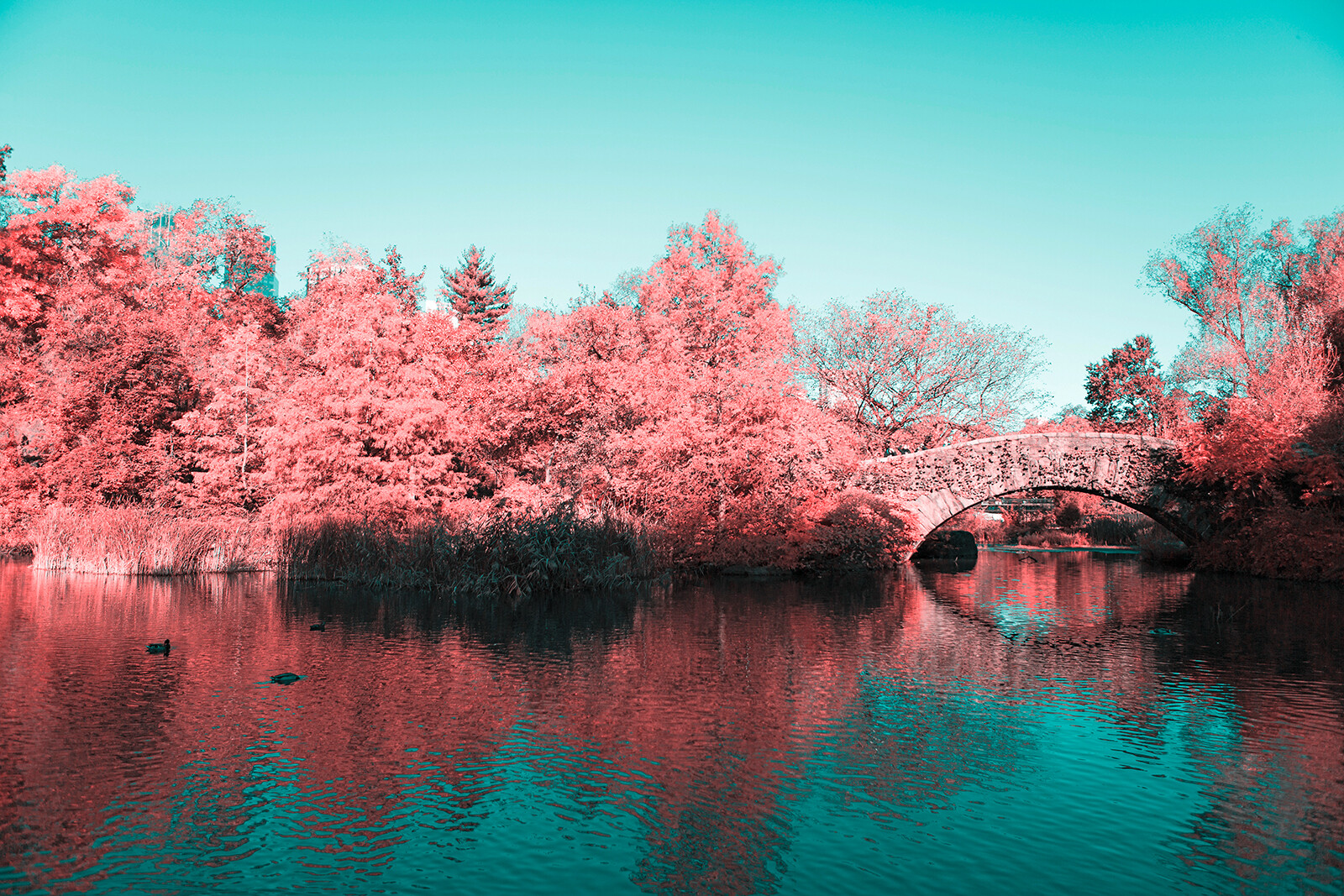 Nyc Central Park Infrared Wallpapers