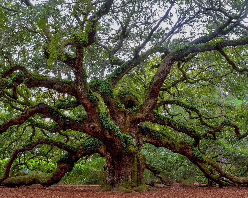 Oak Tree Wallpapers