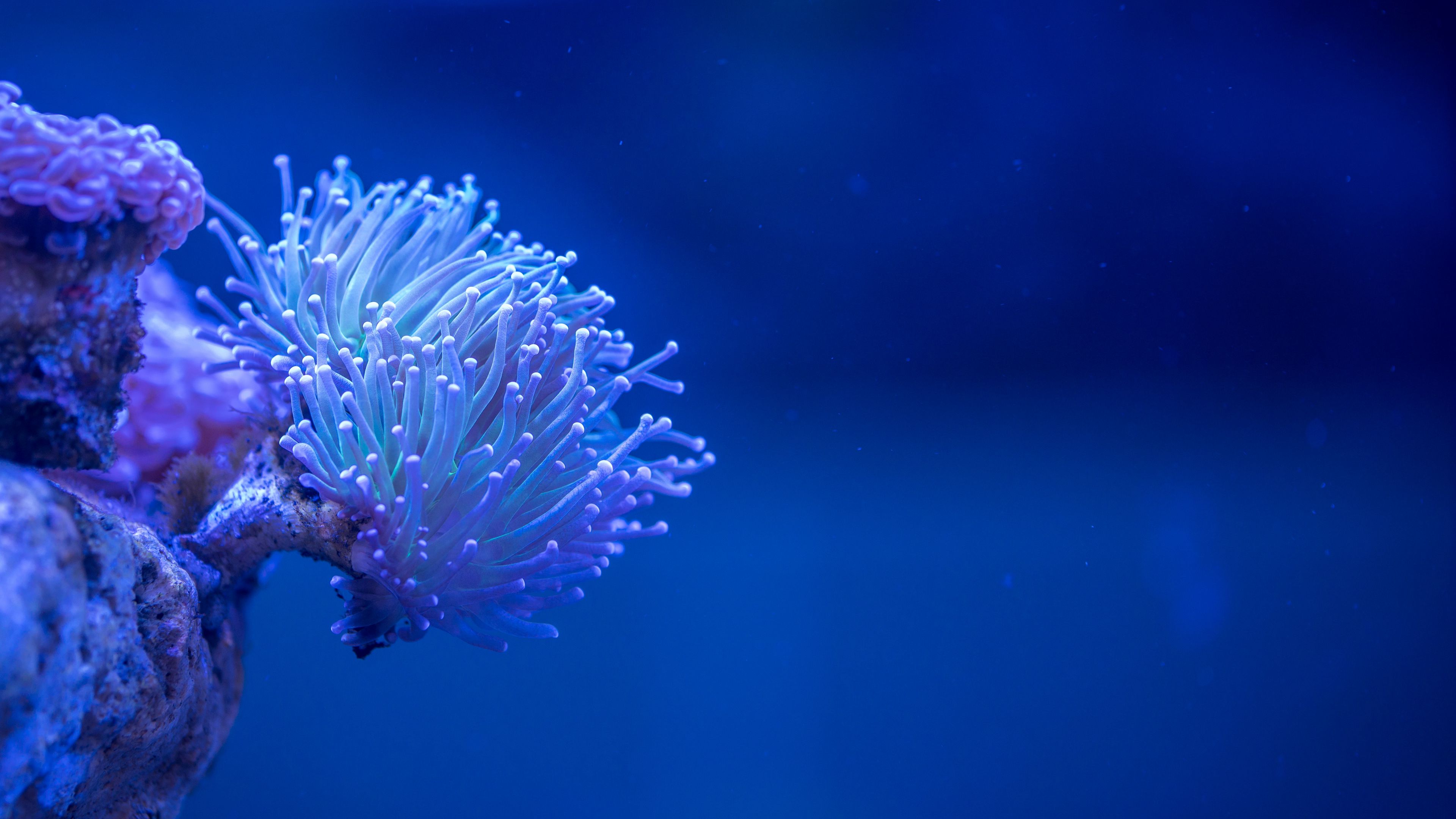 Ocean 4K Macro Wallpapers