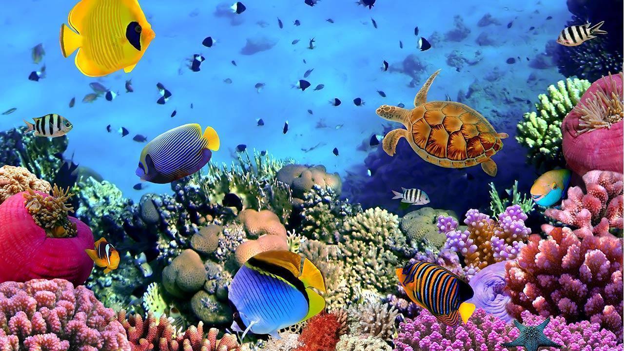 Ocean Animals Wallpapers