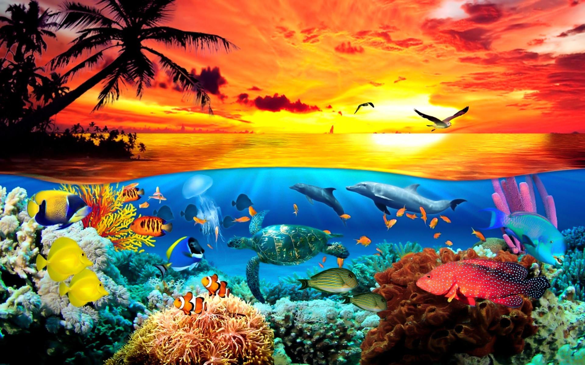 Ocean Animals Wallpapers