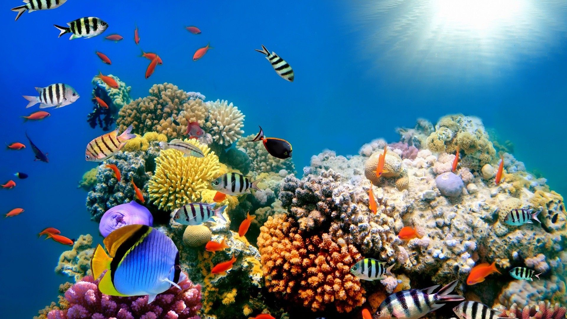 Ocean Animals Wallpapers