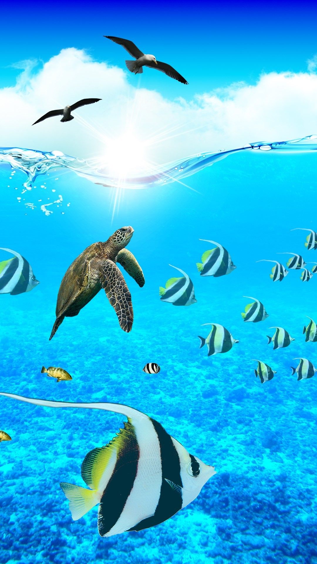 Ocean Animals Wallpapers