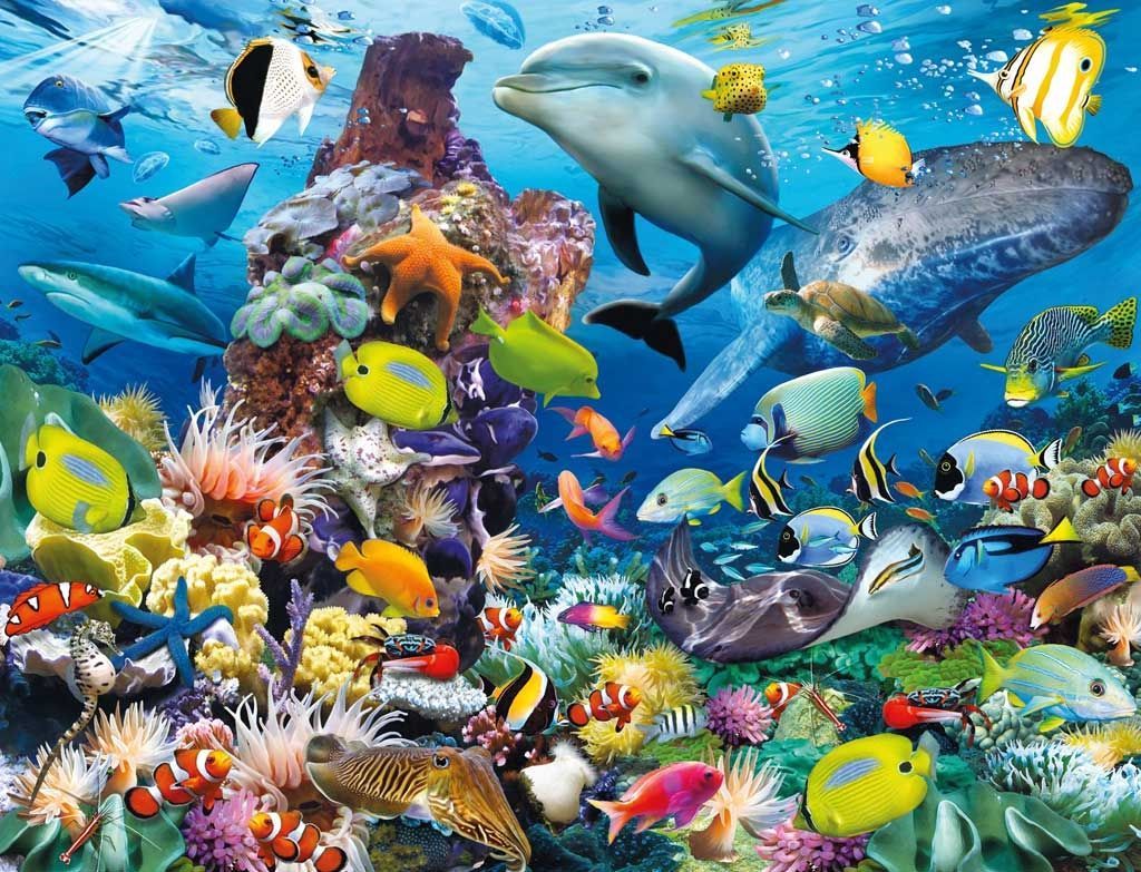 Ocean Animals Wallpapers