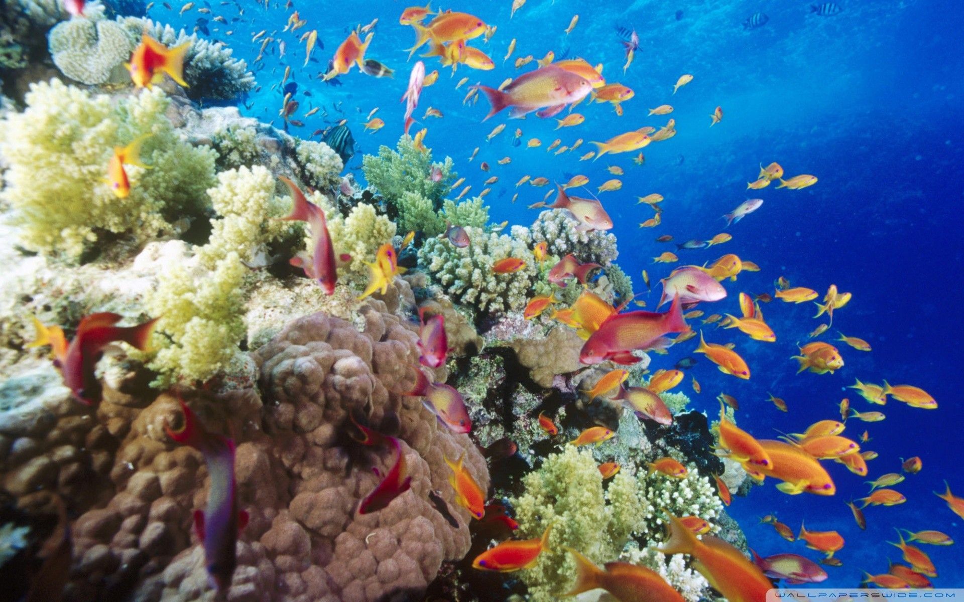 Ocean Coral Wallpapers