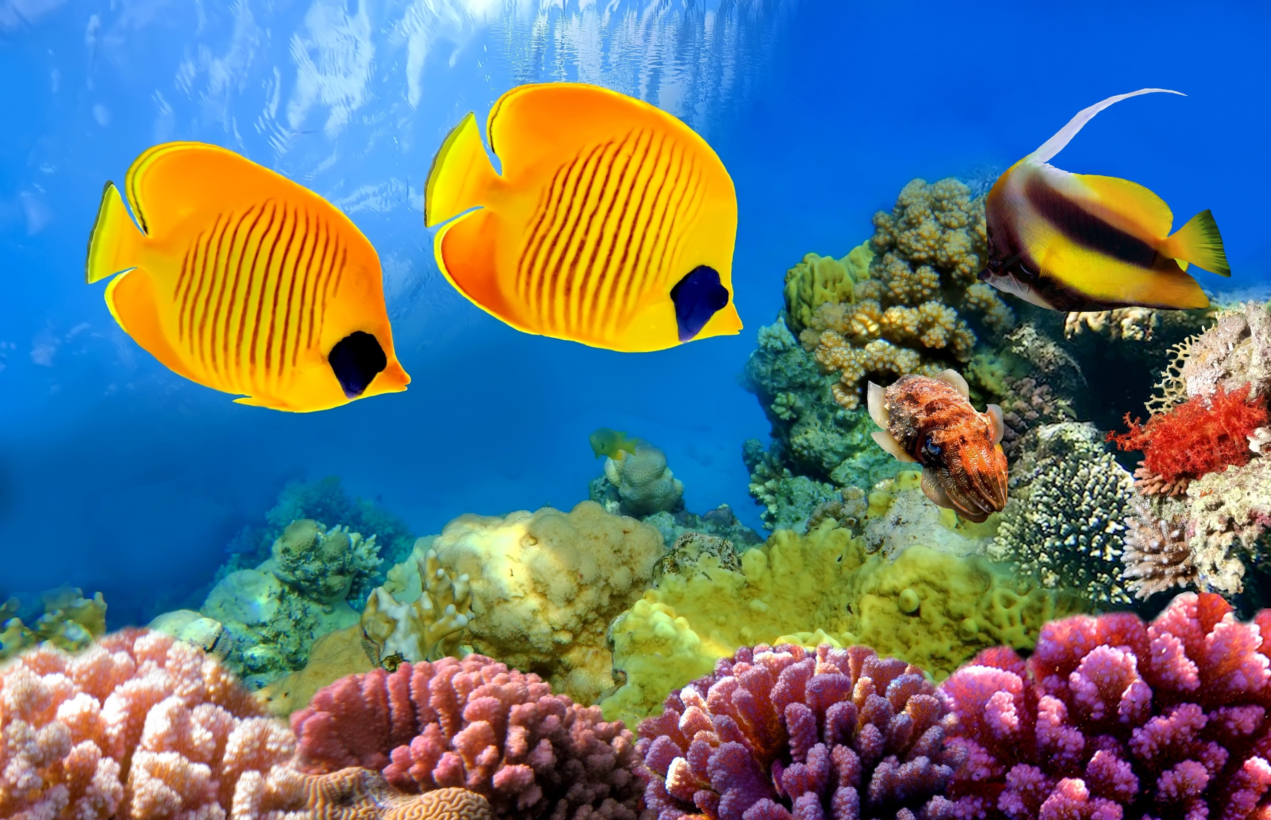 Ocean Coral Wallpapers