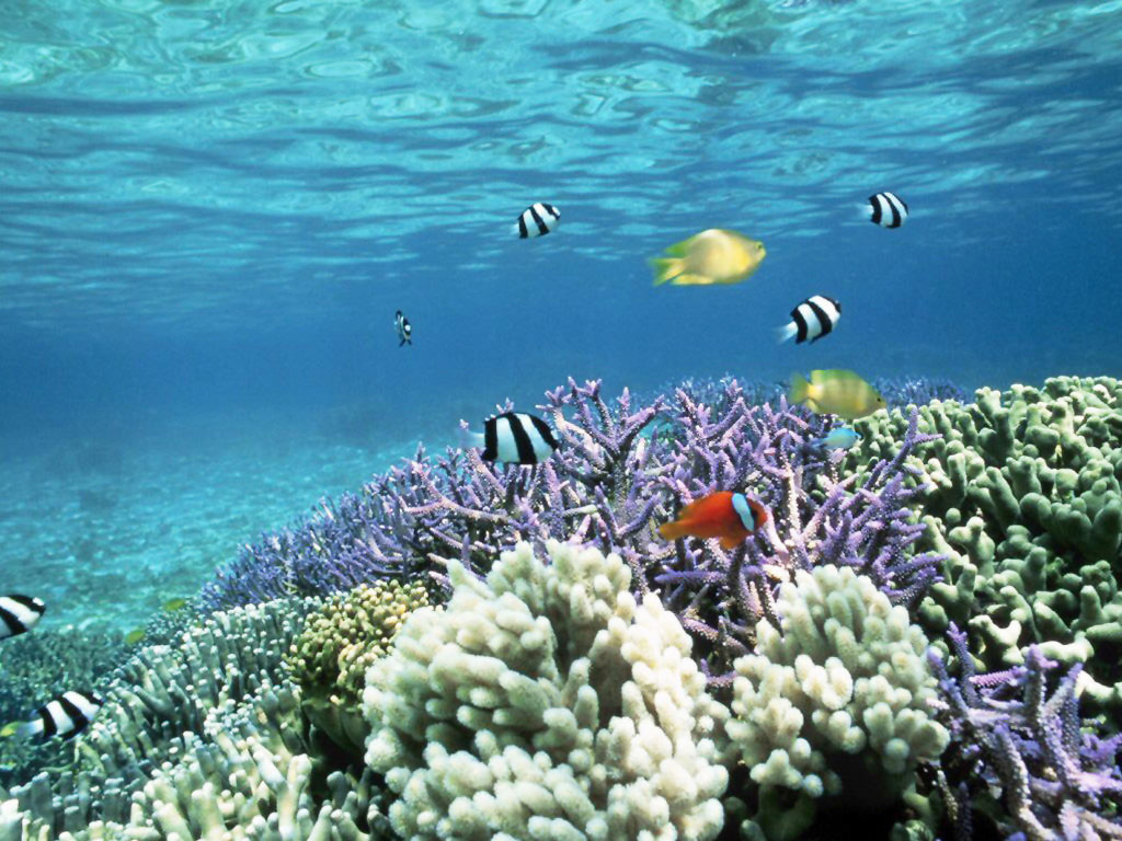 Ocean Coral Wallpapers