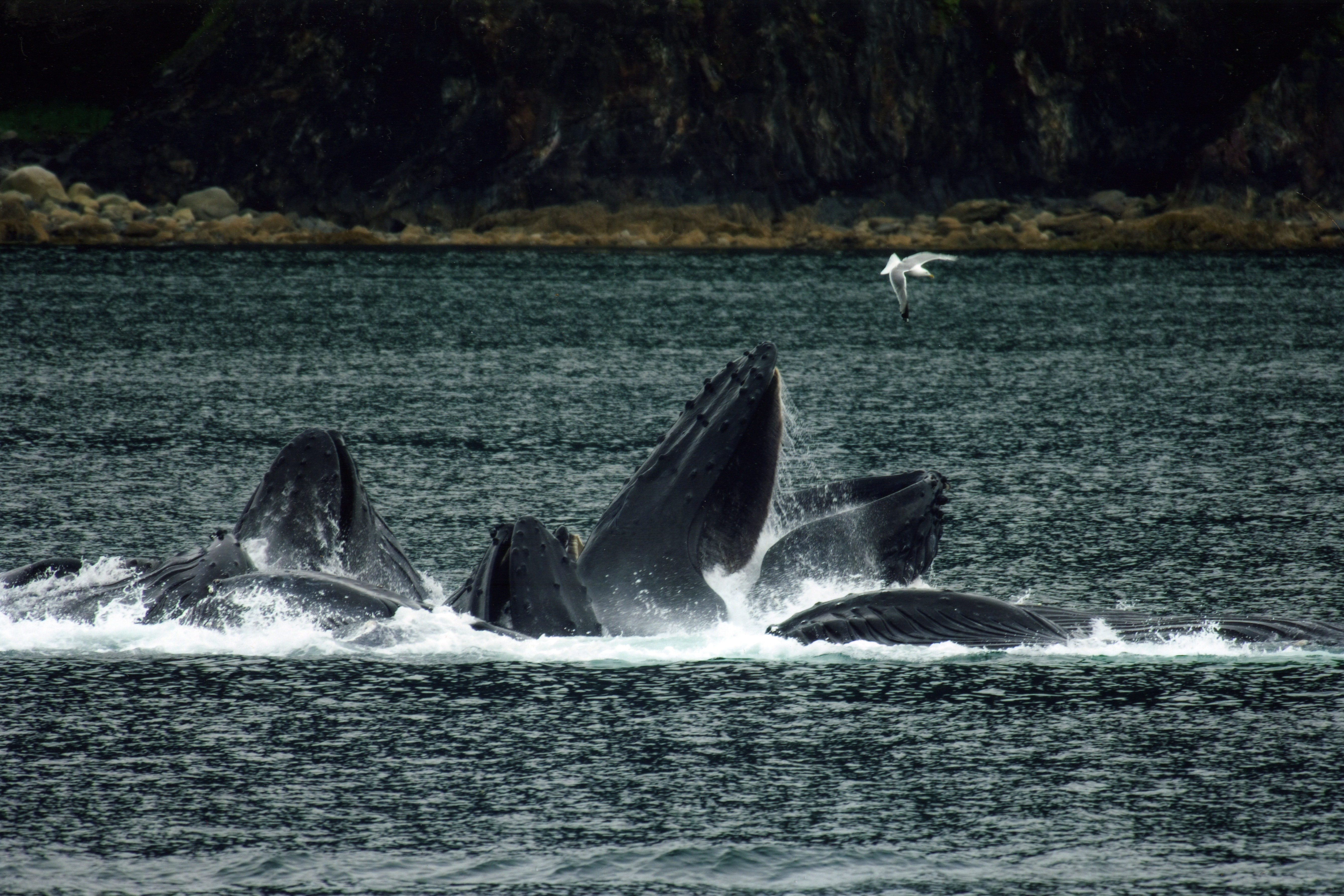 Ocean In Alaska Juneau Wallpapers