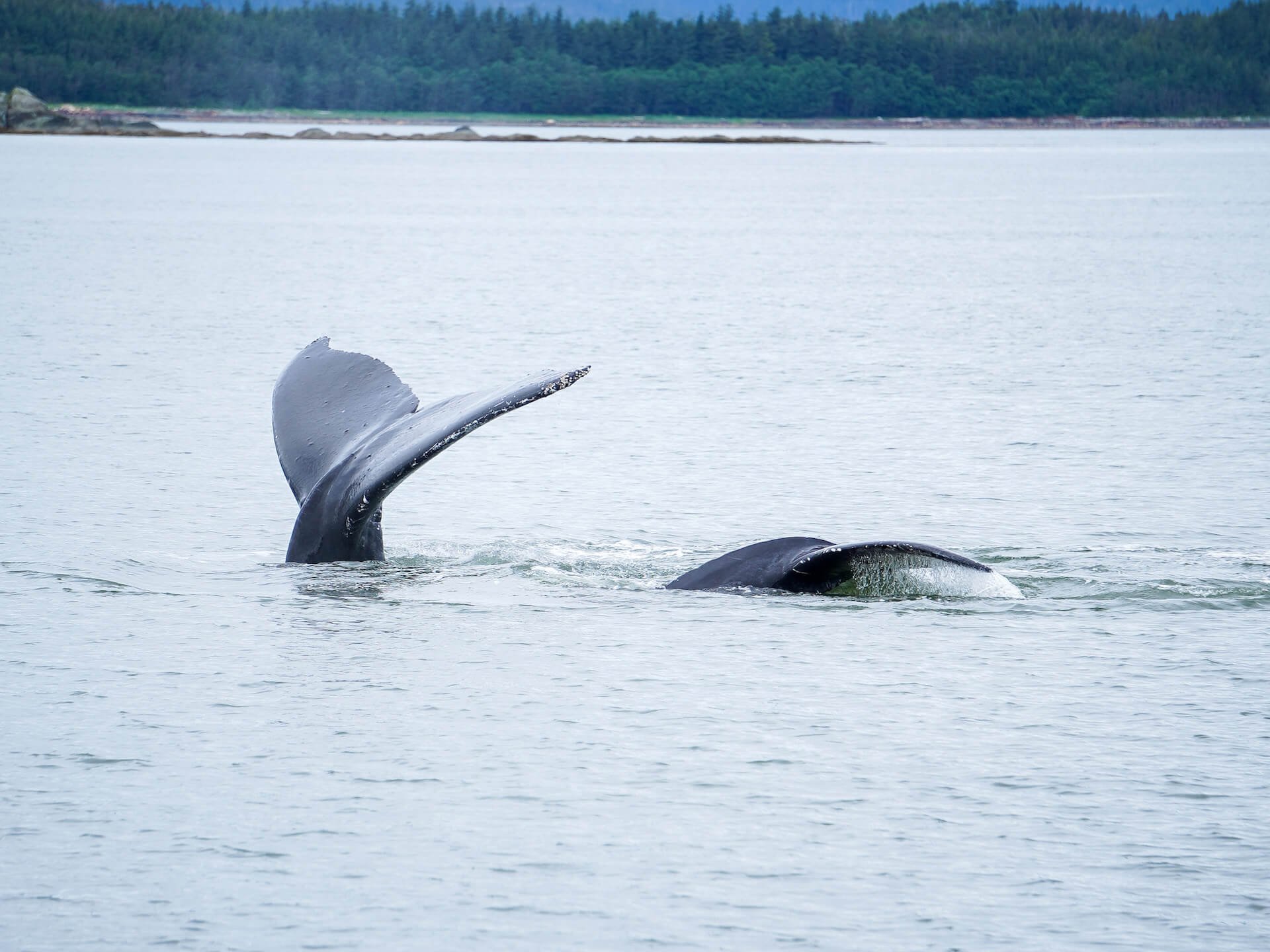 Ocean In Alaska Juneau Wallpapers