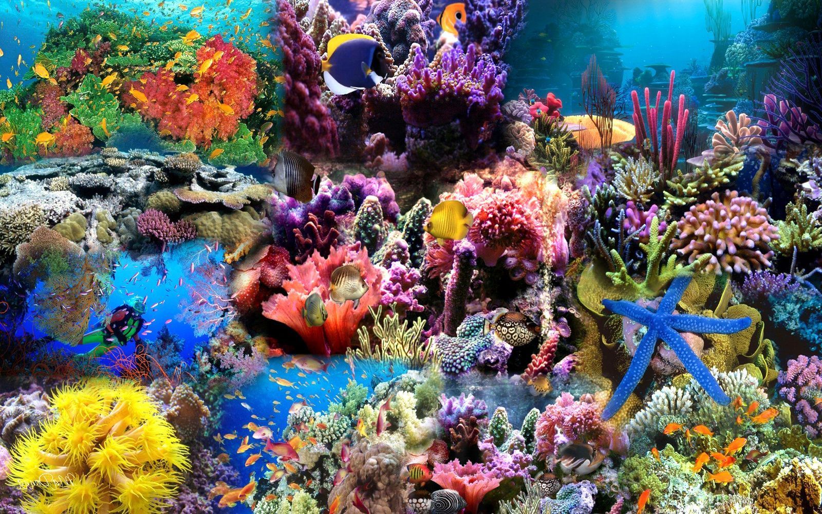 Ocean Life Background