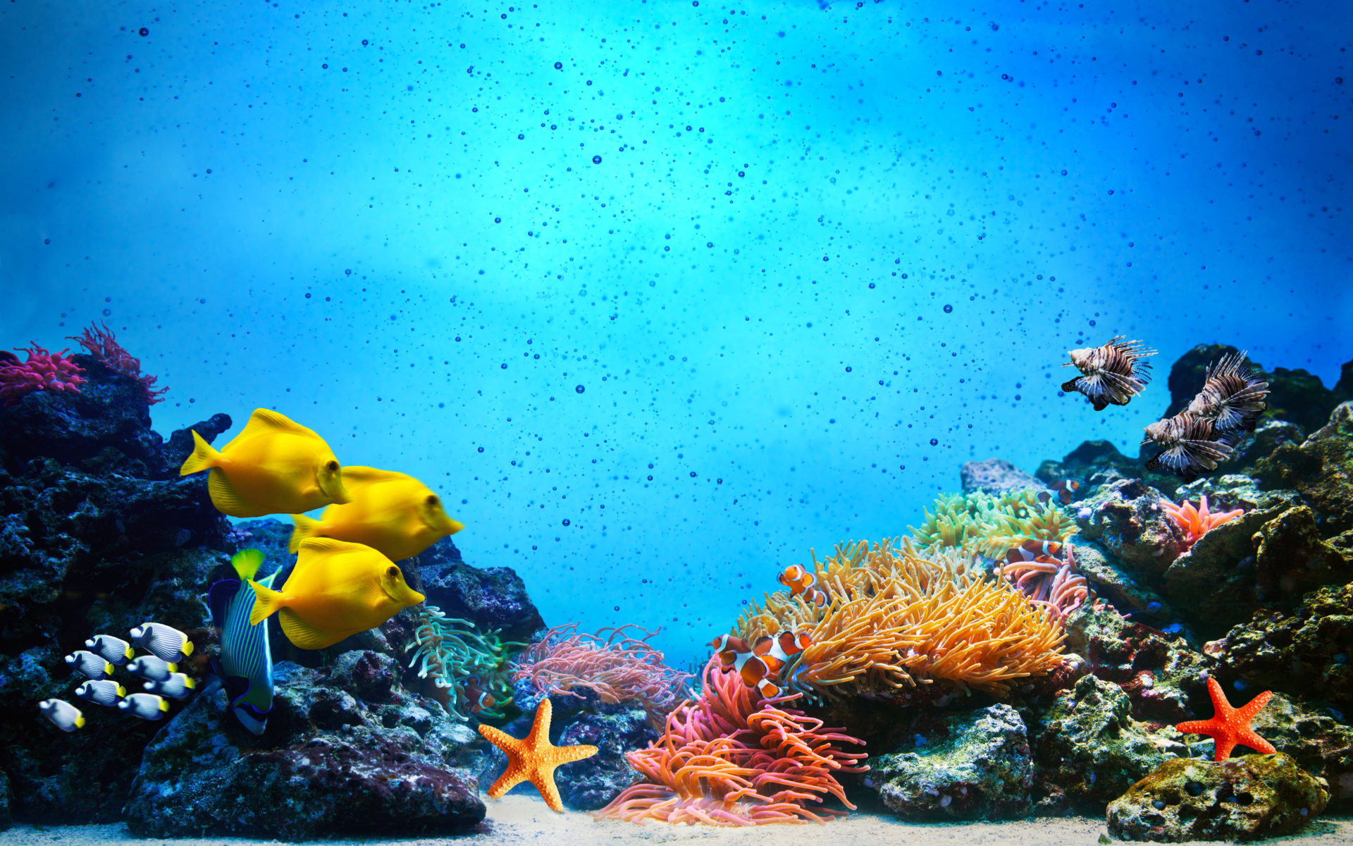 Ocean Reef Background