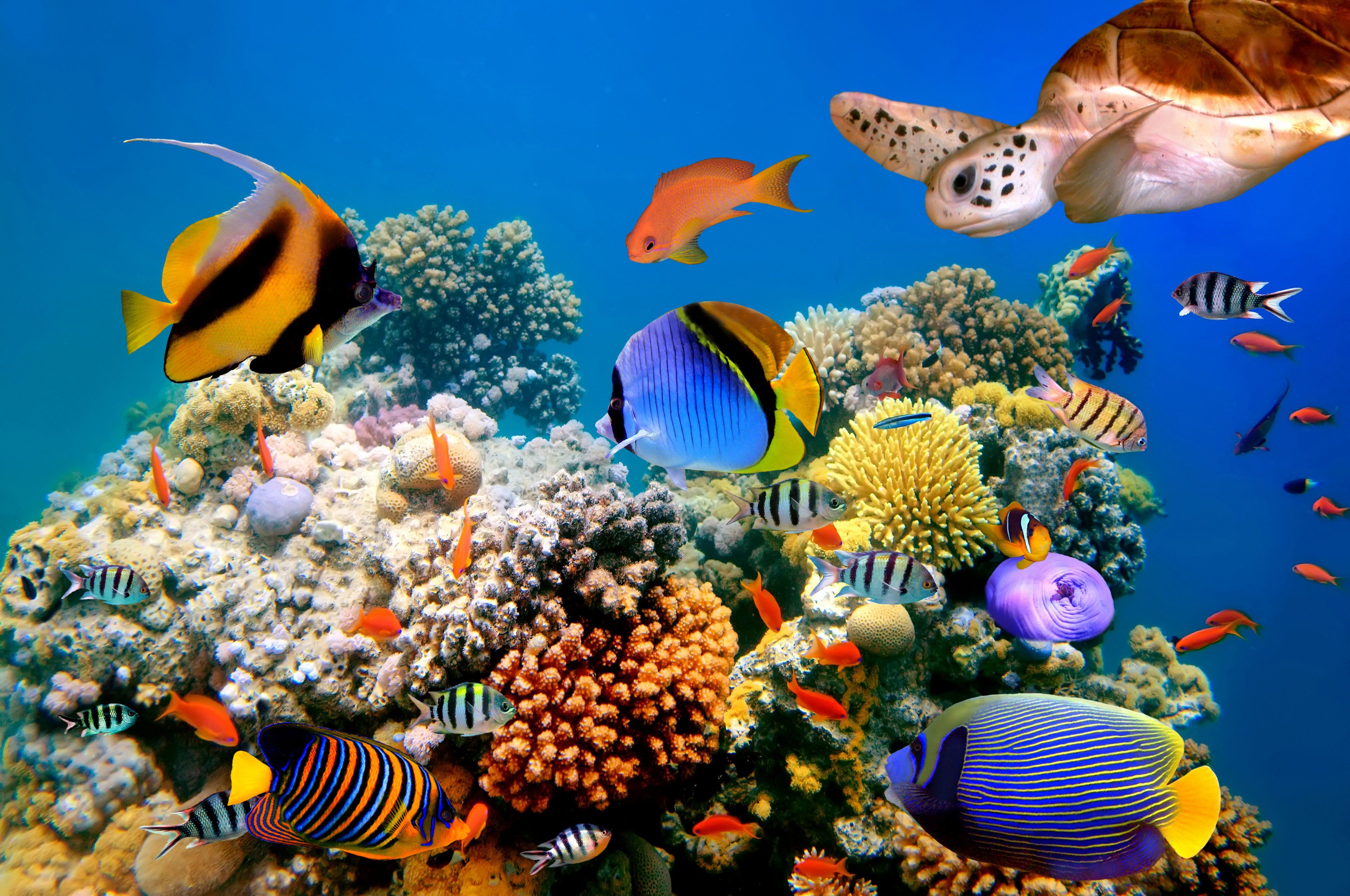 Ocean Reef Background