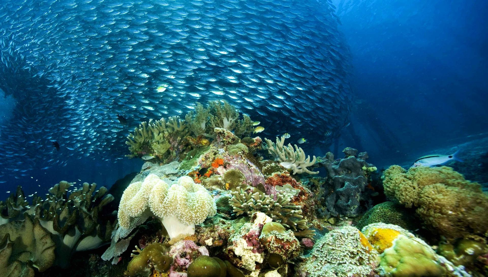 Ocean Reef Background