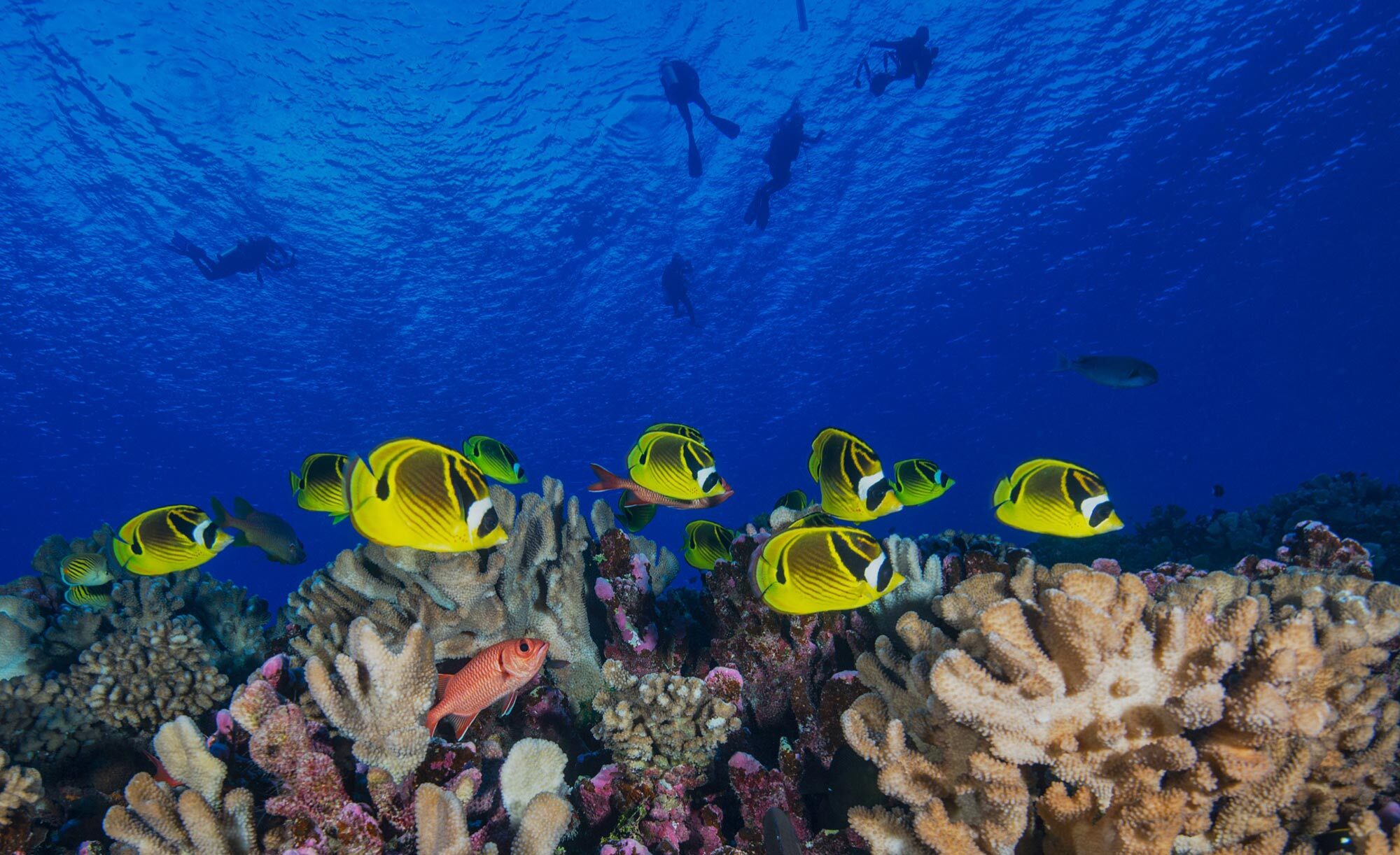 Ocean Reef Background