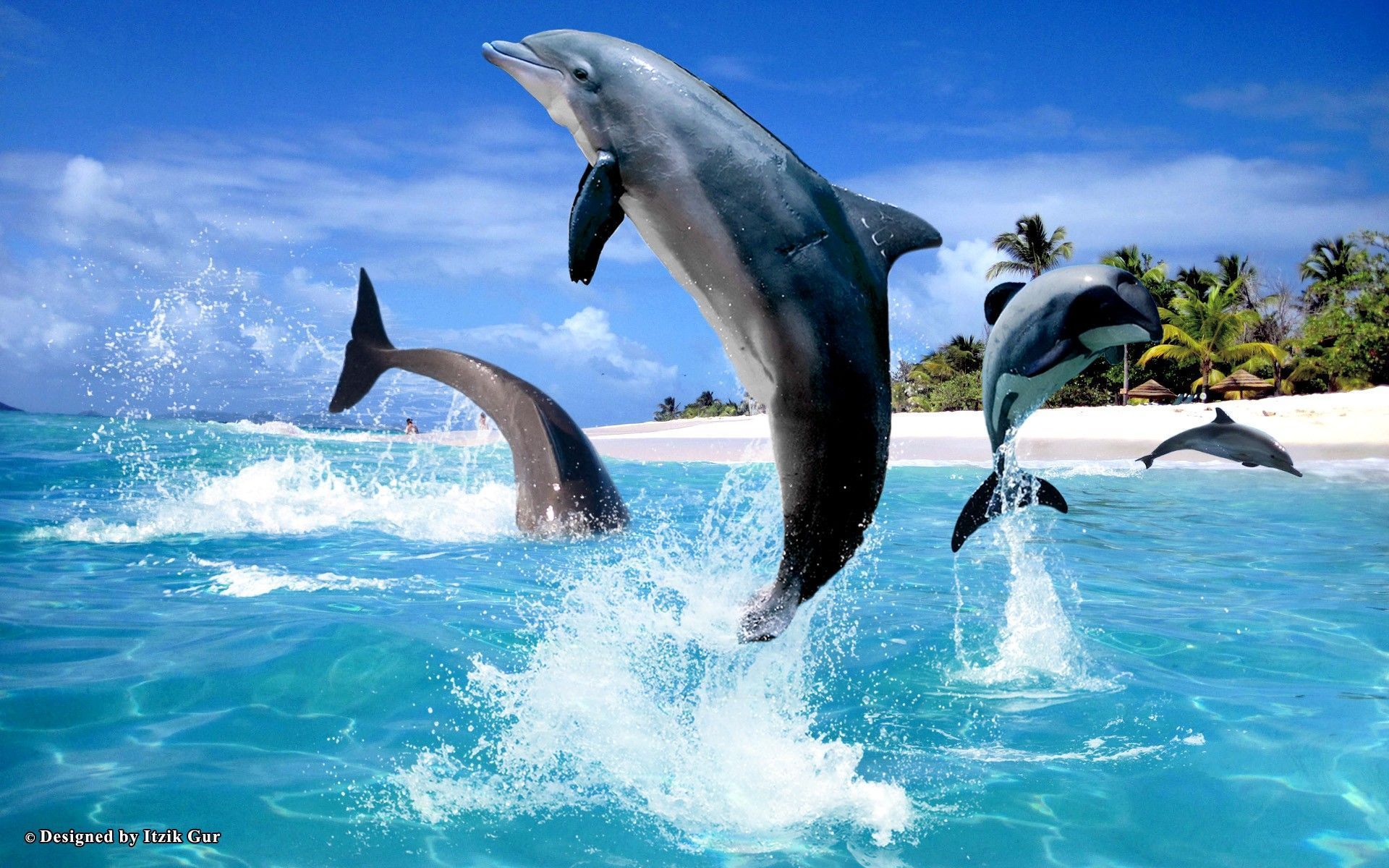 Oceanic Dolphins Wallpapers