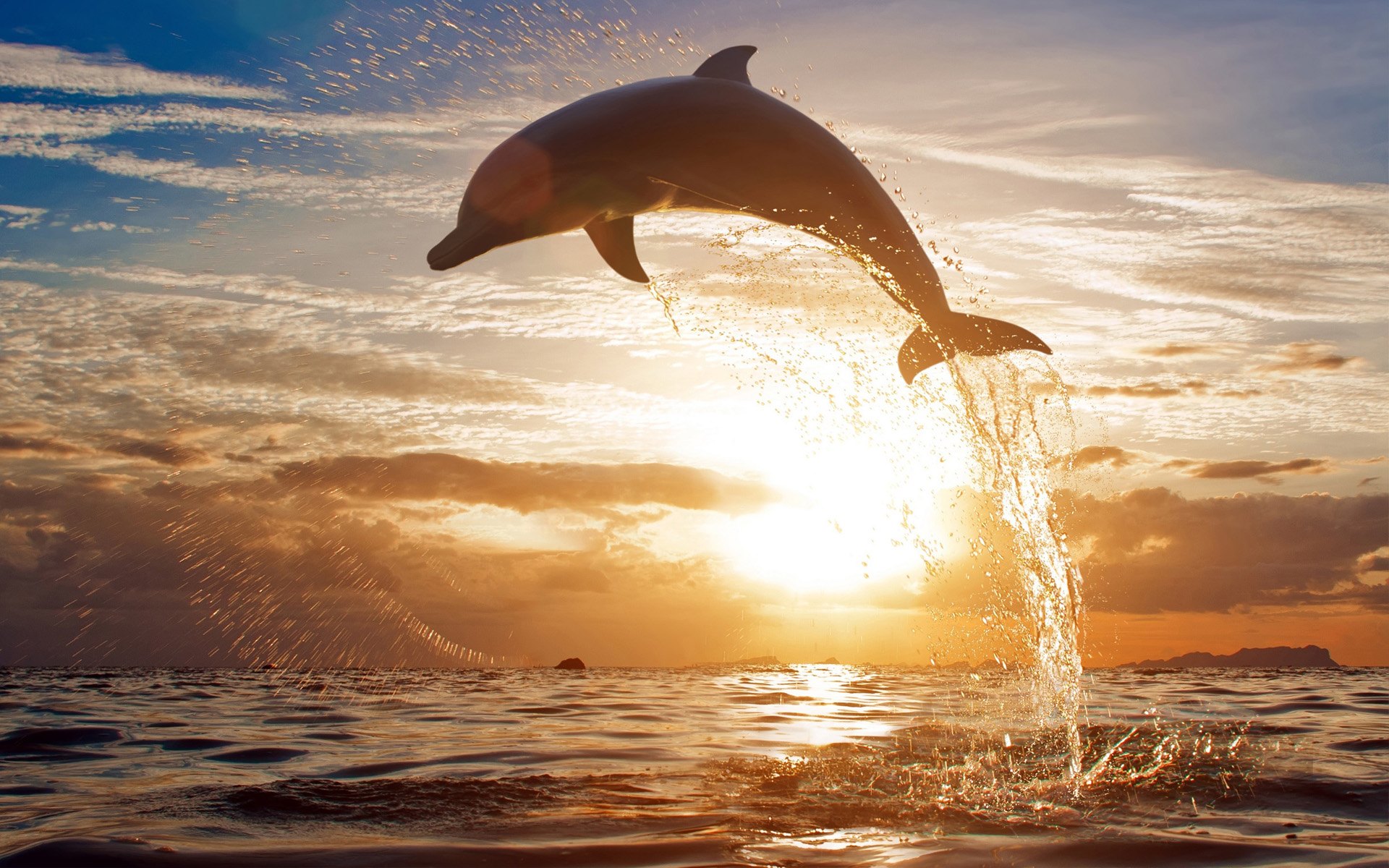 Oceanic Dolphins Wallpapers