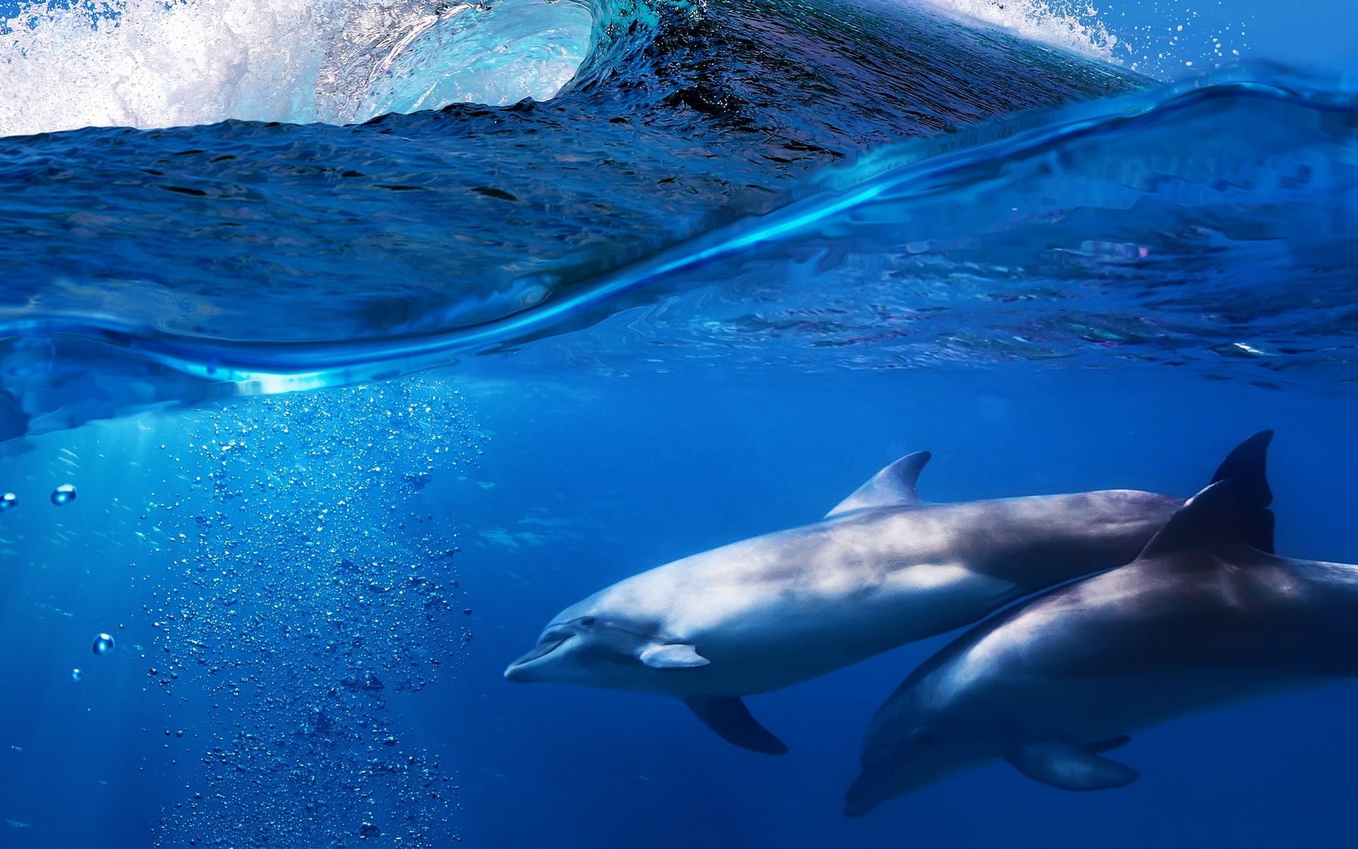 Oceanic Dolphins Wallpapers