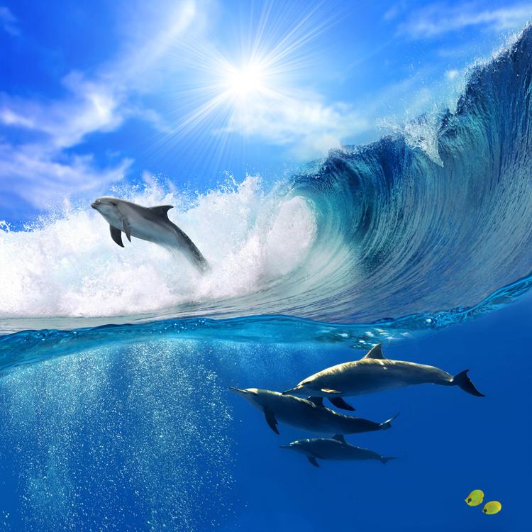 Oceanic Dolphins Wallpapers