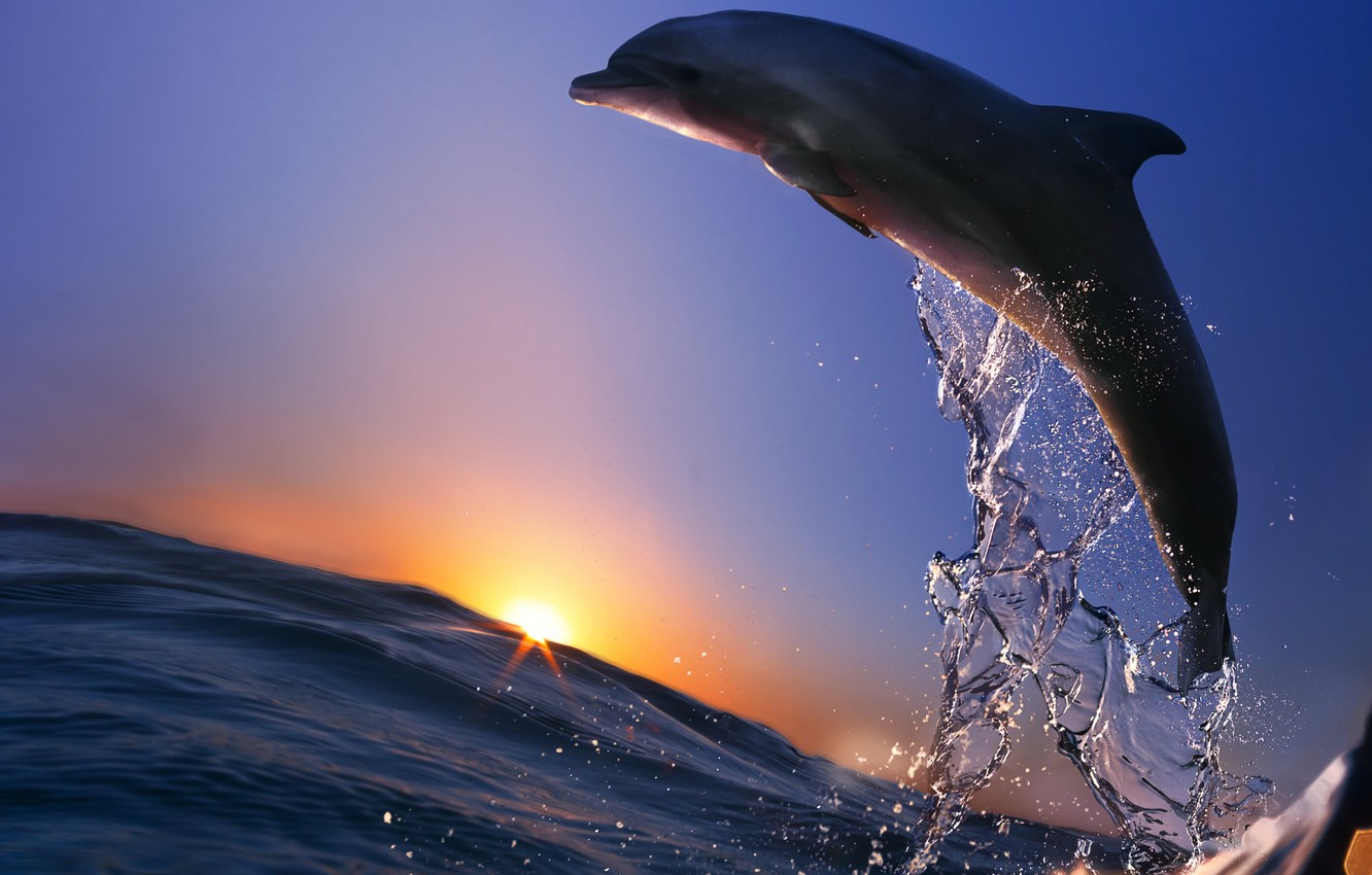 Oceanic Dolphins Wallpapers