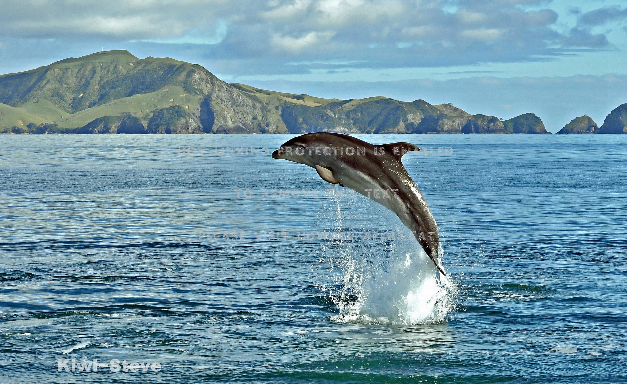 Oceanic Dolphins Wallpapers