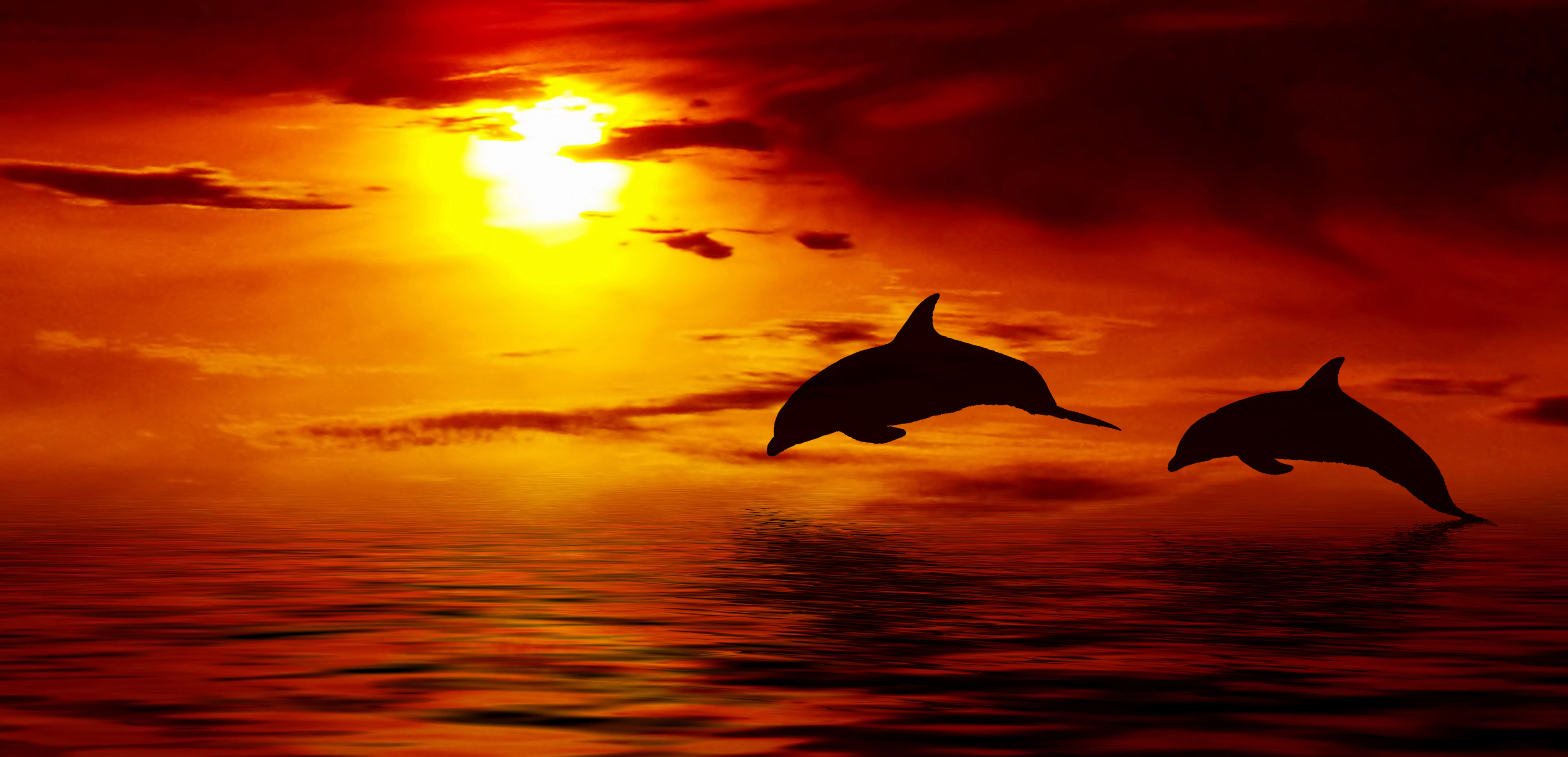 Oceanic Dolphins Wallpapers