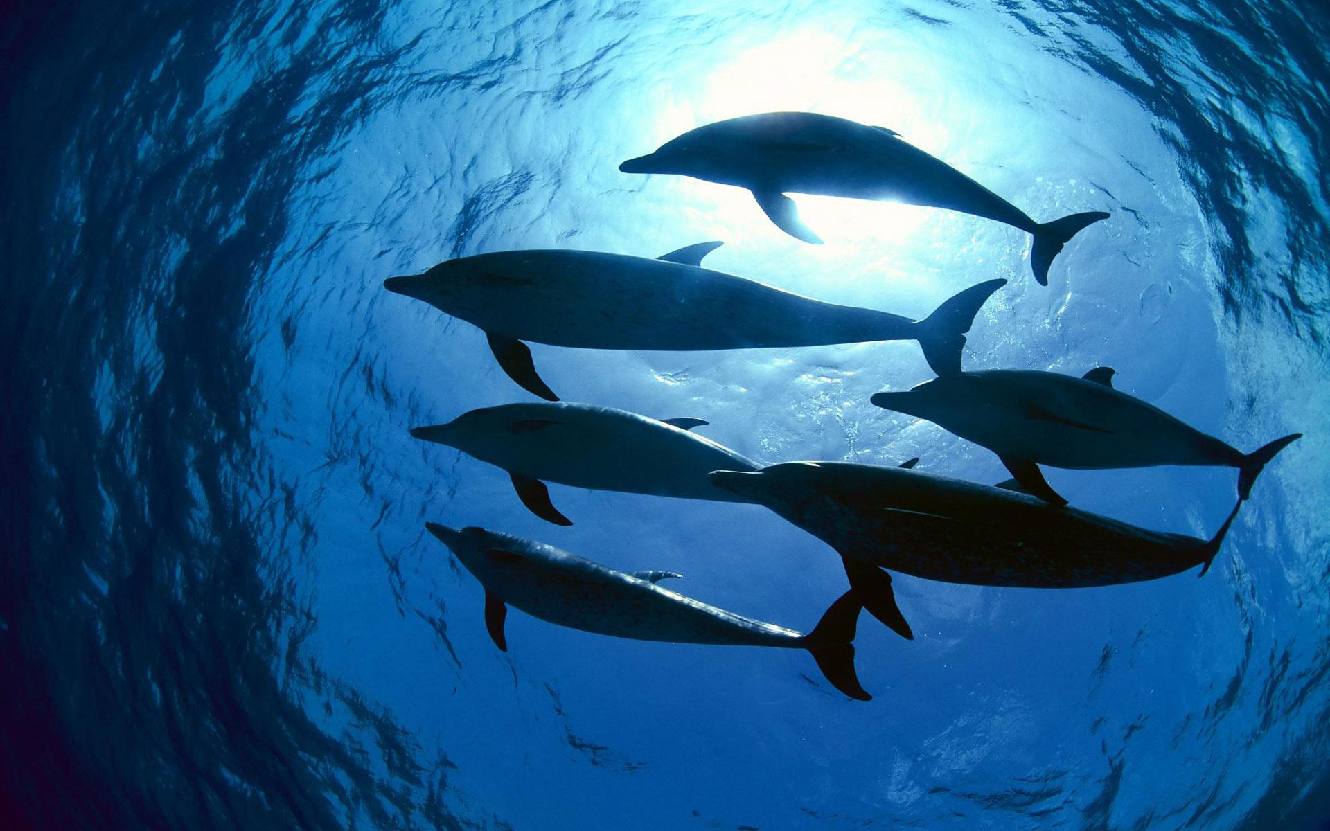 Oceanic Dolphins Wallpapers