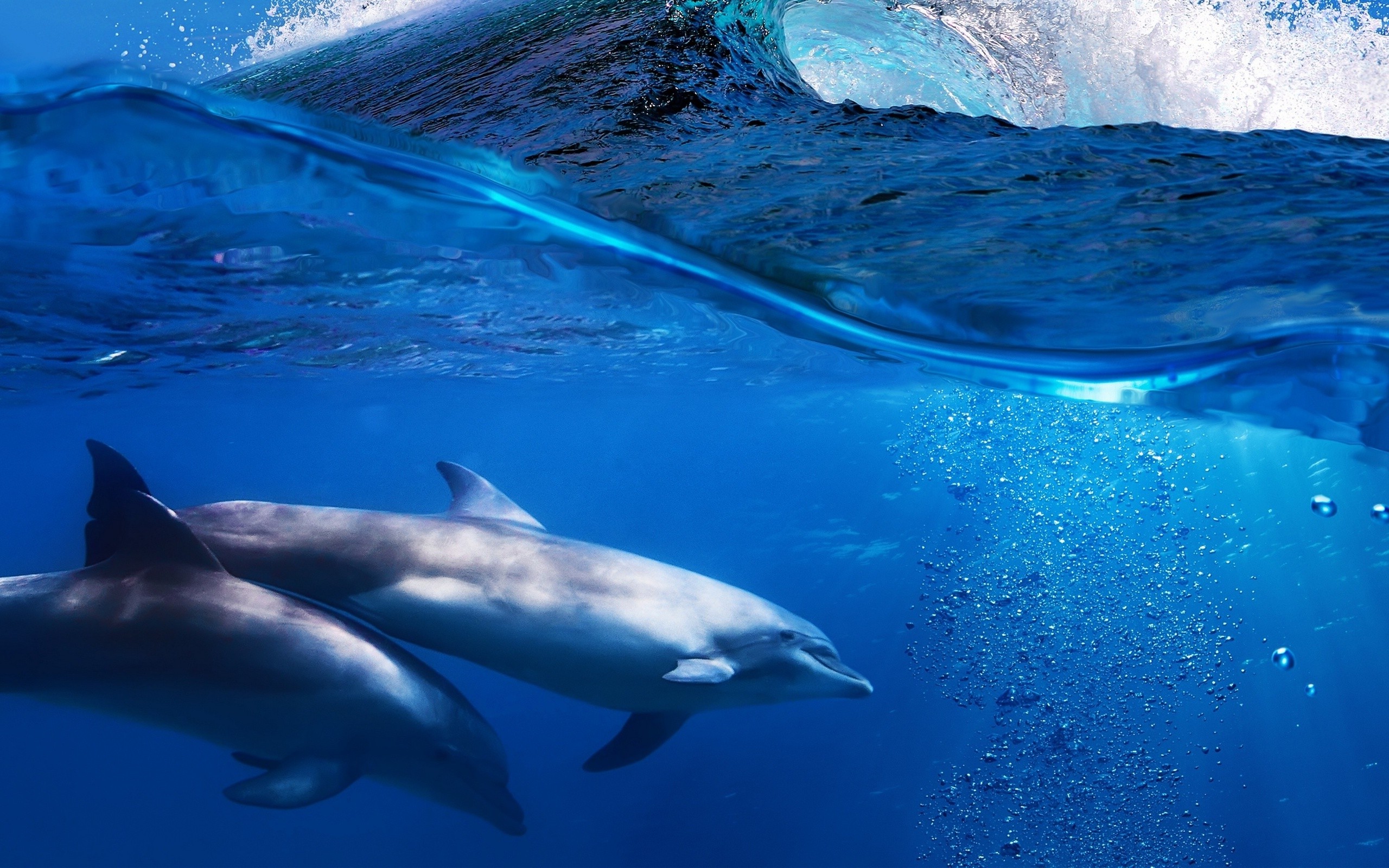 Oceanic Dolphins Wallpapers