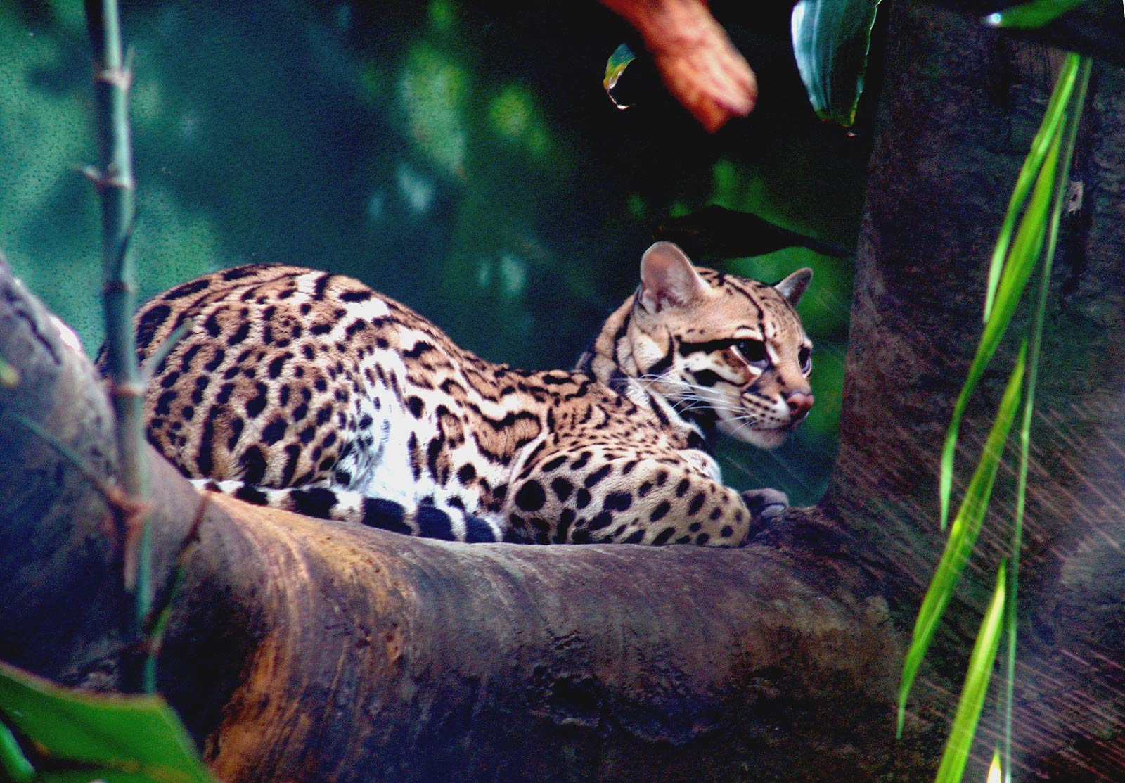 Ocelot Wallpapers