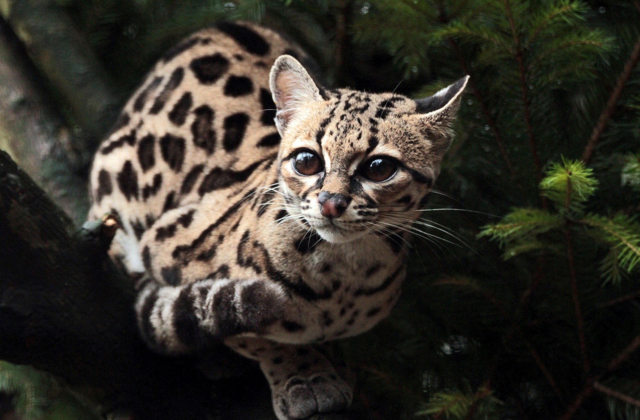 Ocelot Wallpapers