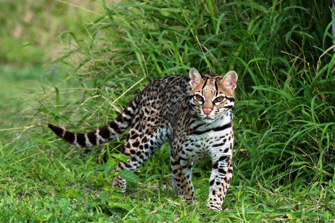 Ocelot Wallpapers