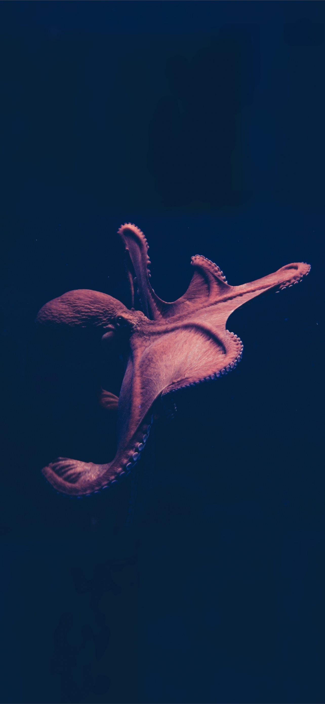 Octopus Iphone Wallpapers