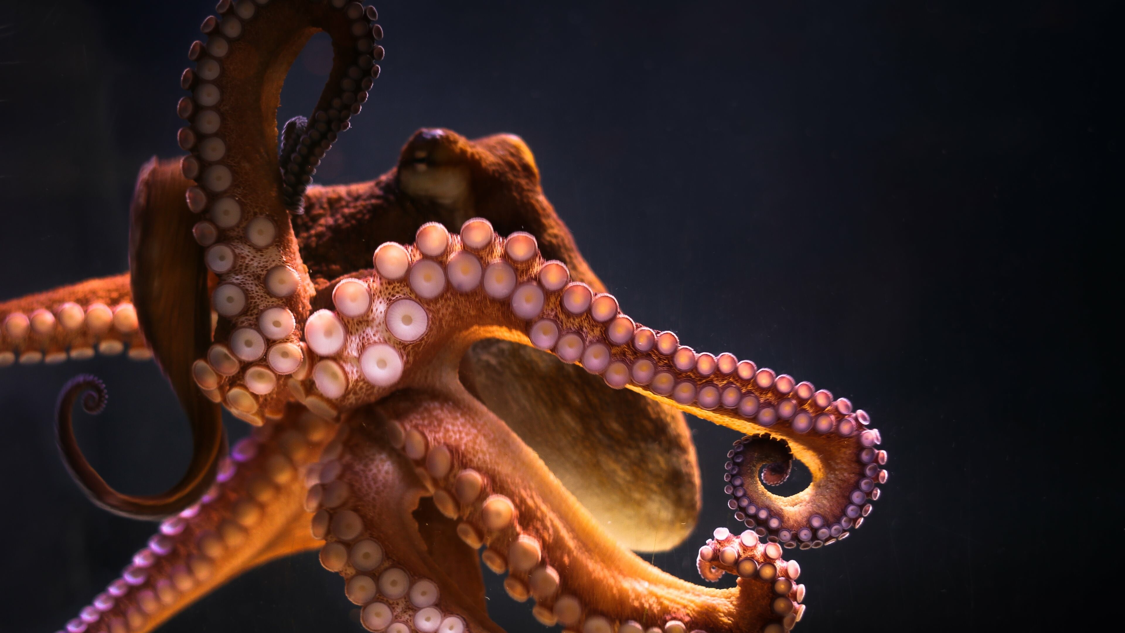 Octopus Wallpapers