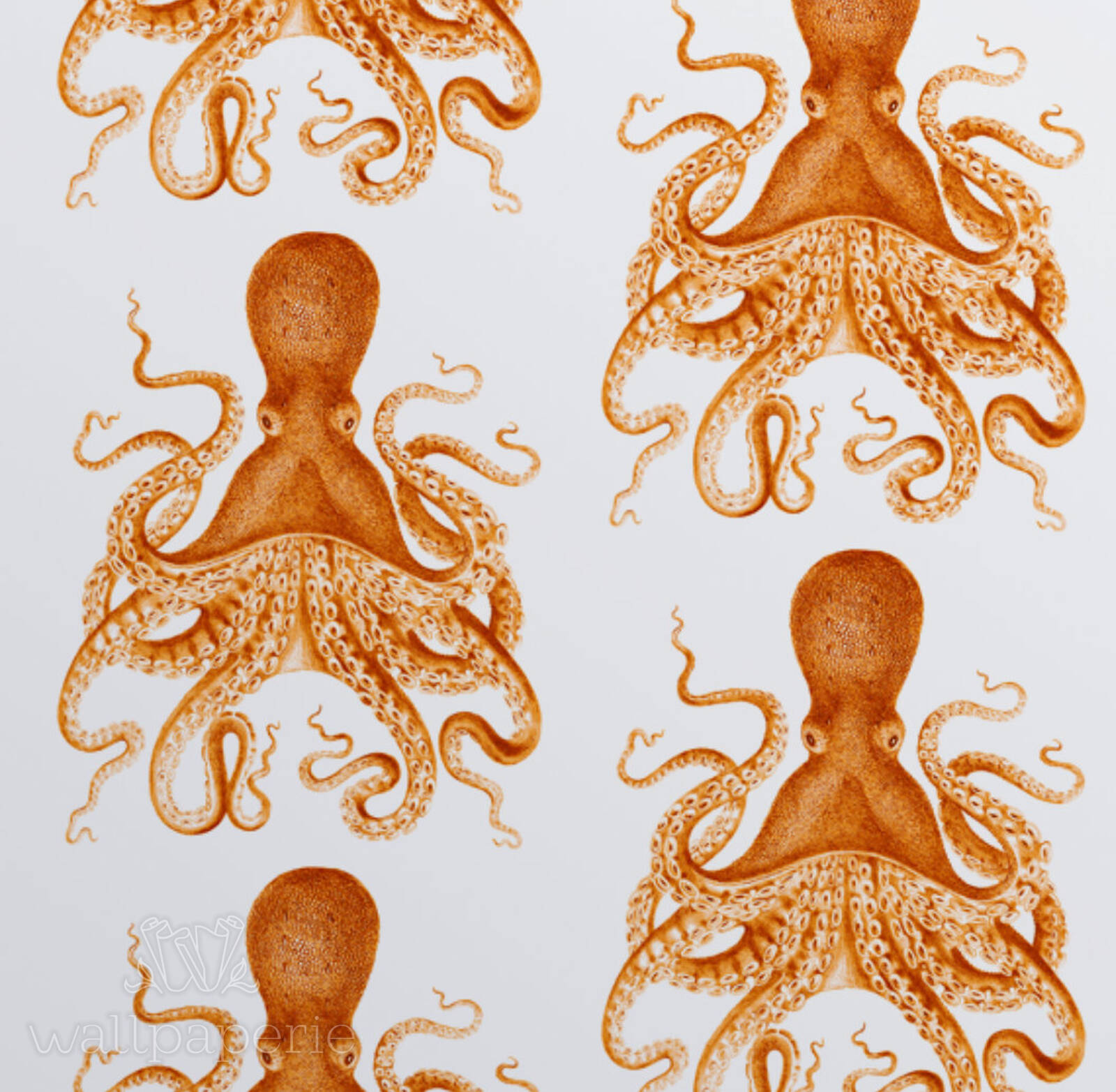 Octopus Wallpapers