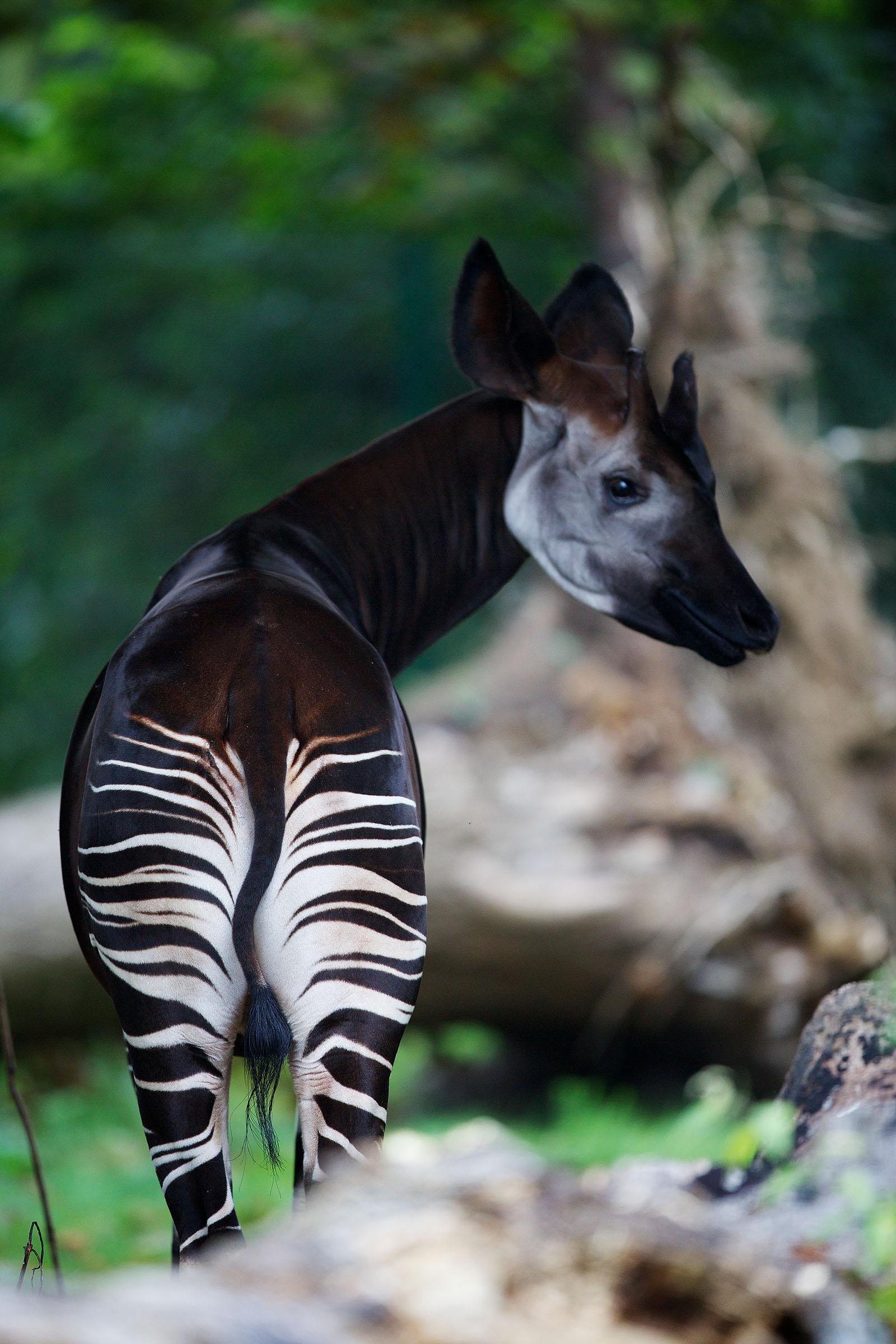 Okapis Wallpapers