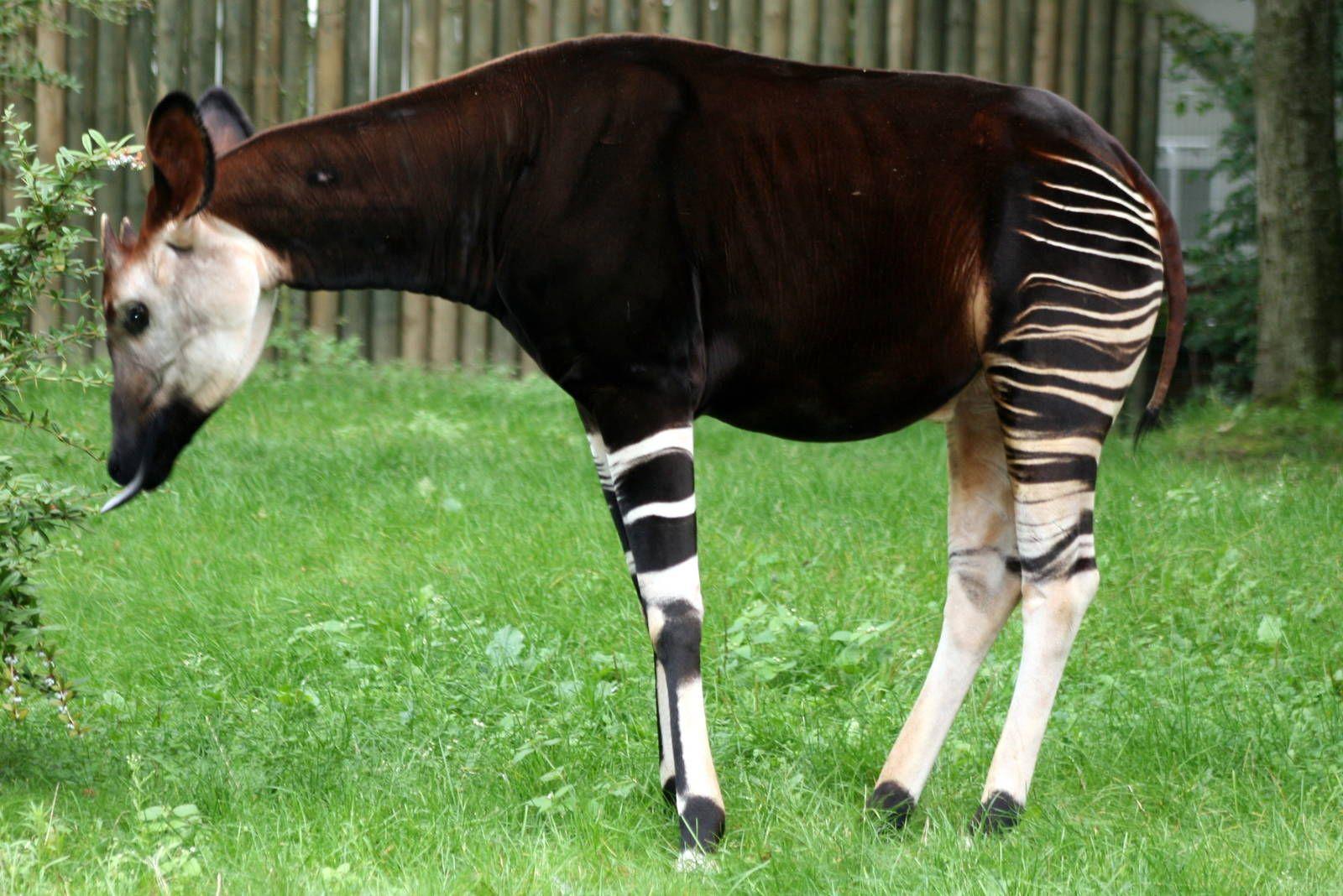 Okapis Wallpapers